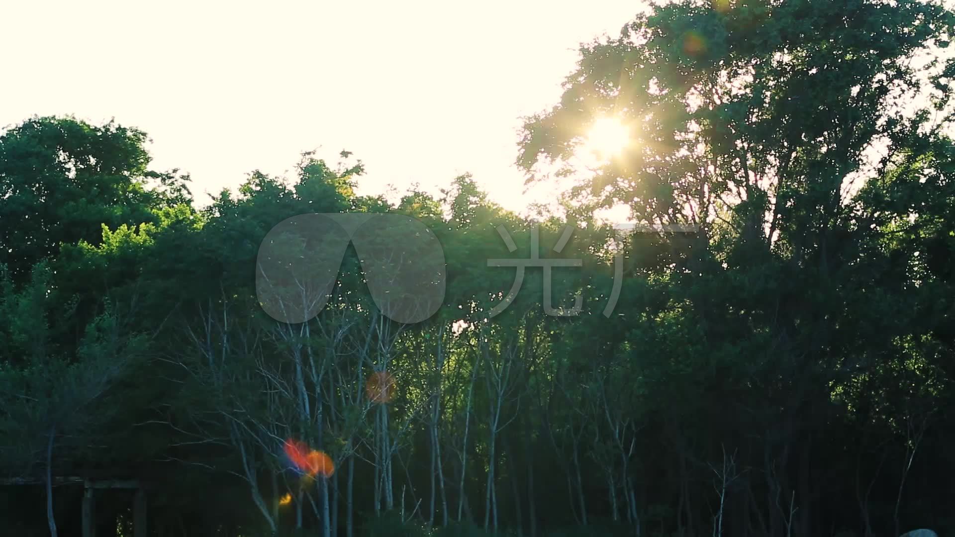 唯美逆光树林