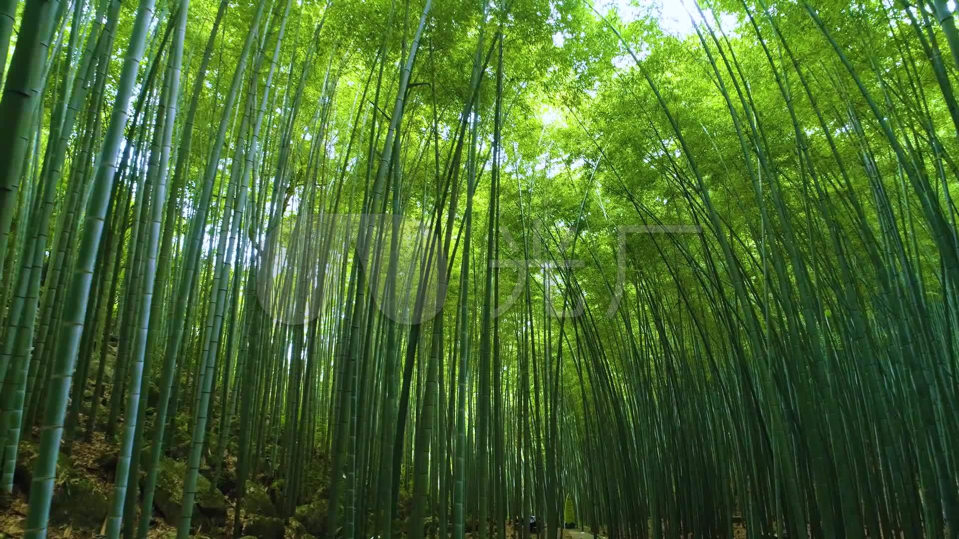 唯美竹林竹子唯美意境-中国风