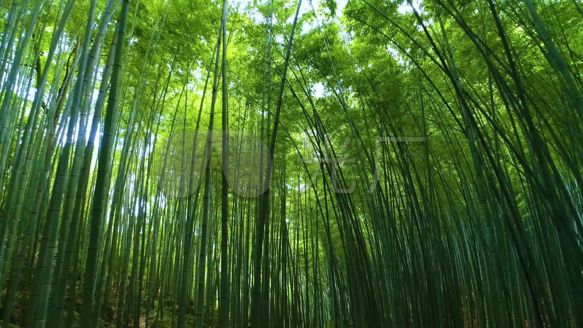 唯美竹林竹子唯美意境-中国风
