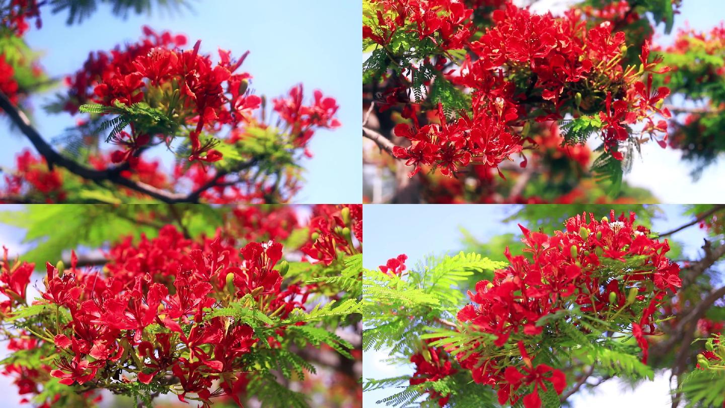 厦门凤凰花_1920x1080_高清视频素材下载(编号:)_实拍