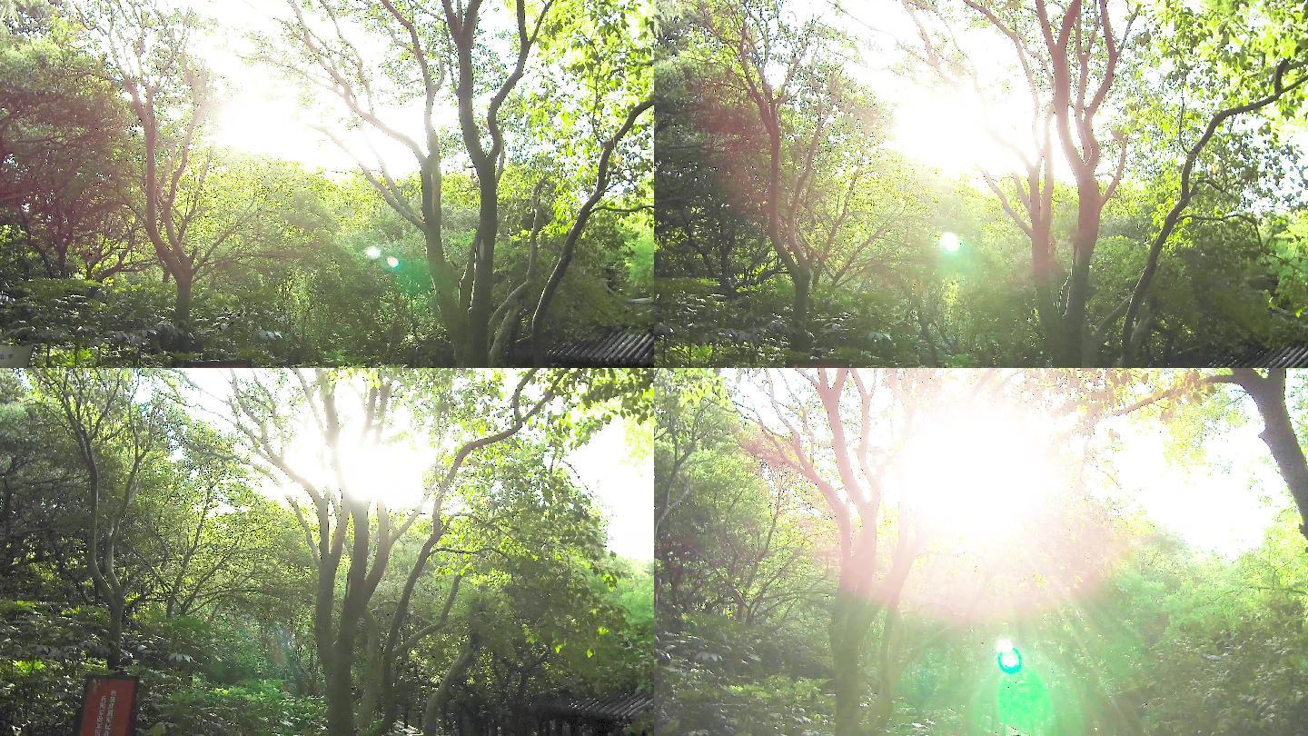 早晨阳光太阳光芒耀眼光束光斑树树林森林公园唯美大自然照射梦幻光晕