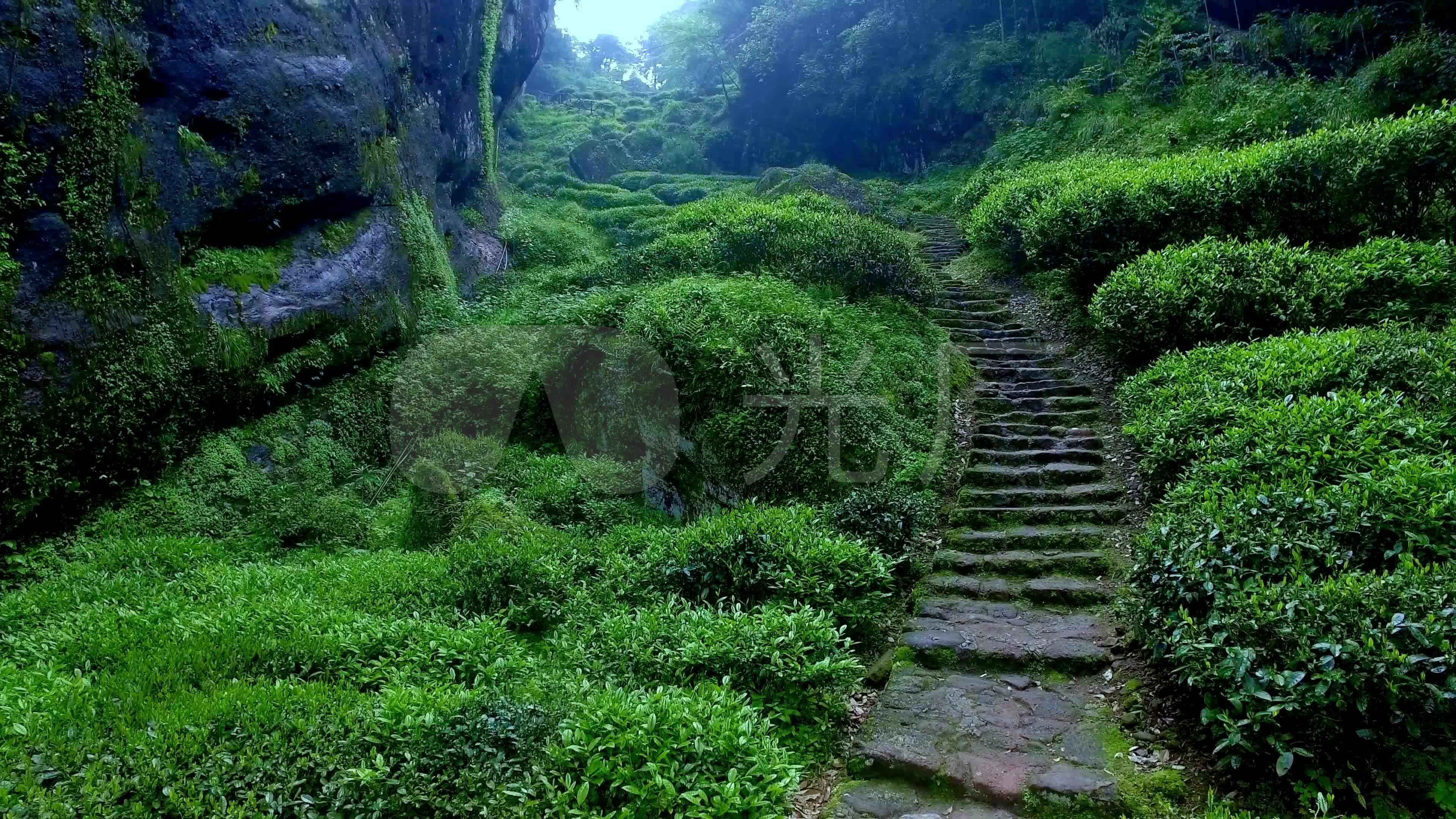 武夷山御景峰山涧茶园茶树航拍素材