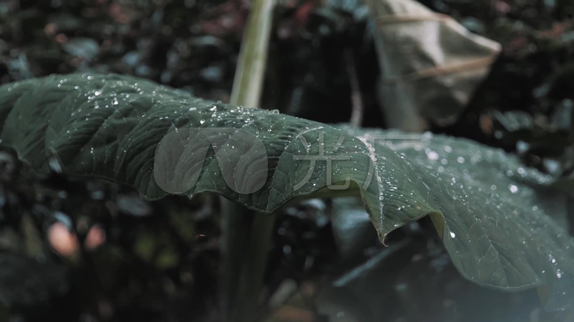 意境唯美下雨天屋檐树枝树叶