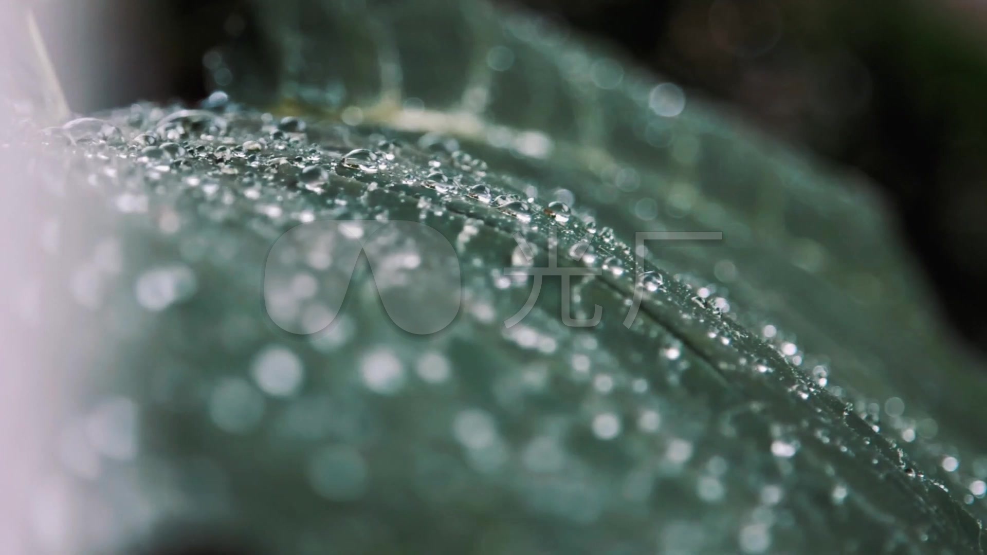 意境唯美下雨天屋檐树枝树叶