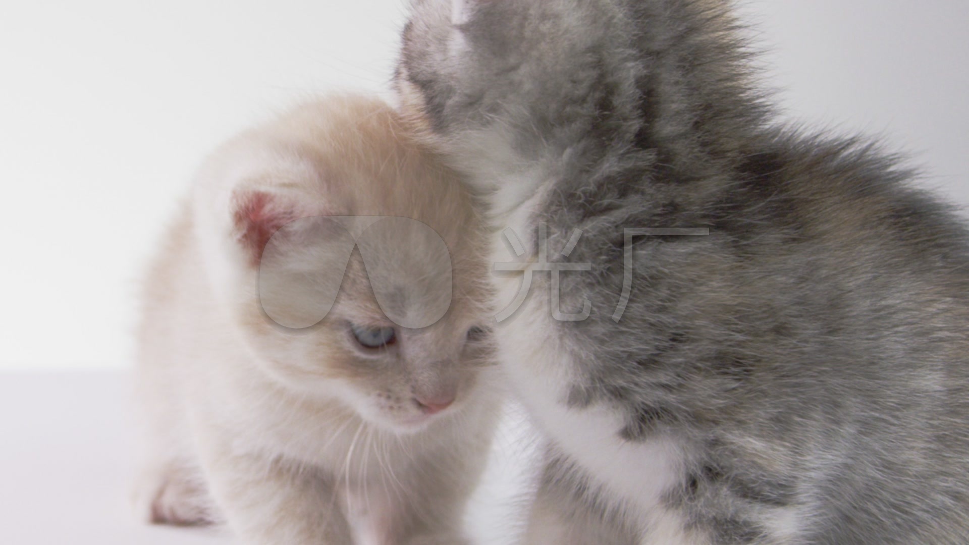两只可爱的小猫视频