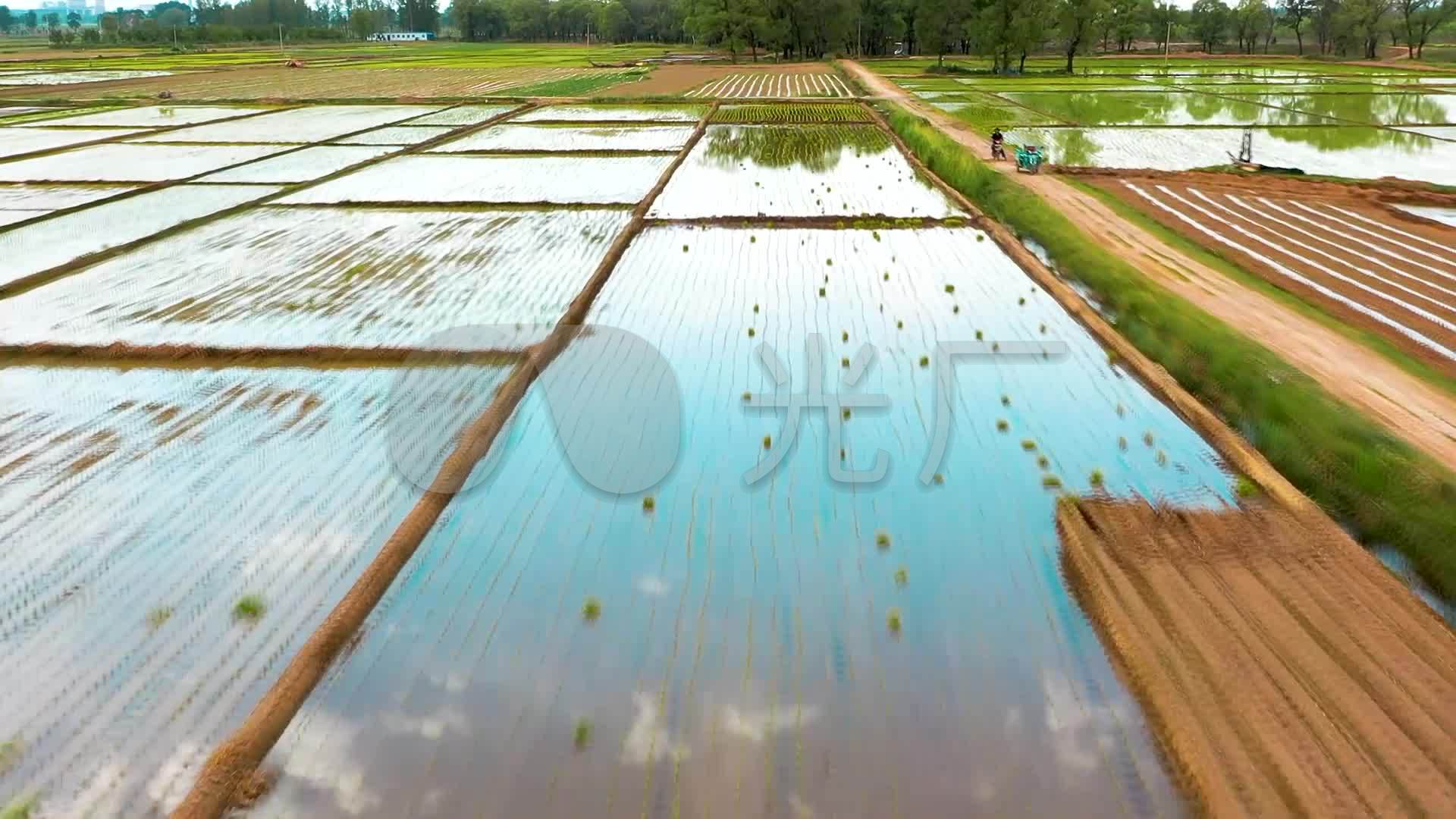 山西省忻州原平渔村稻田种稻子插秧航拍_1920x1080_高清视频素材下载