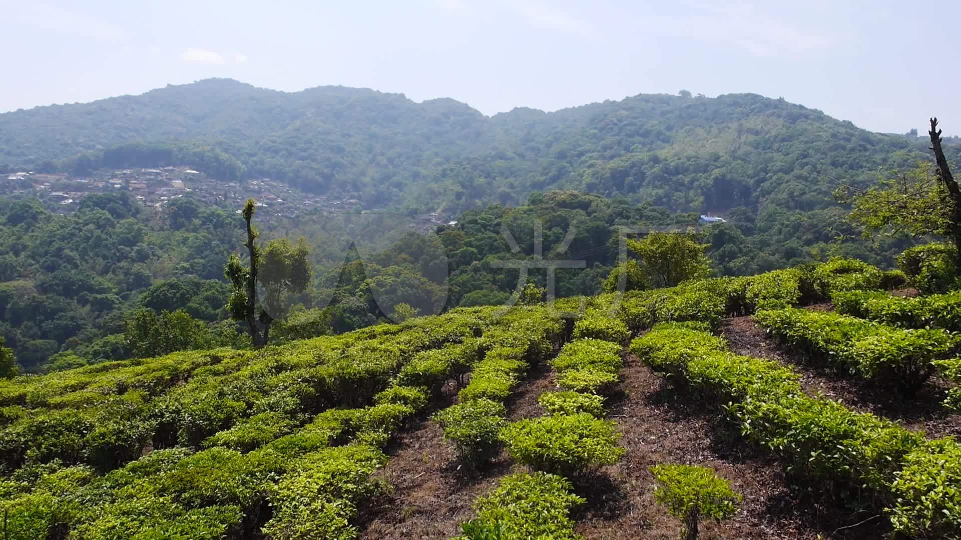 云南 西双版纳 寨子 森林 茶园