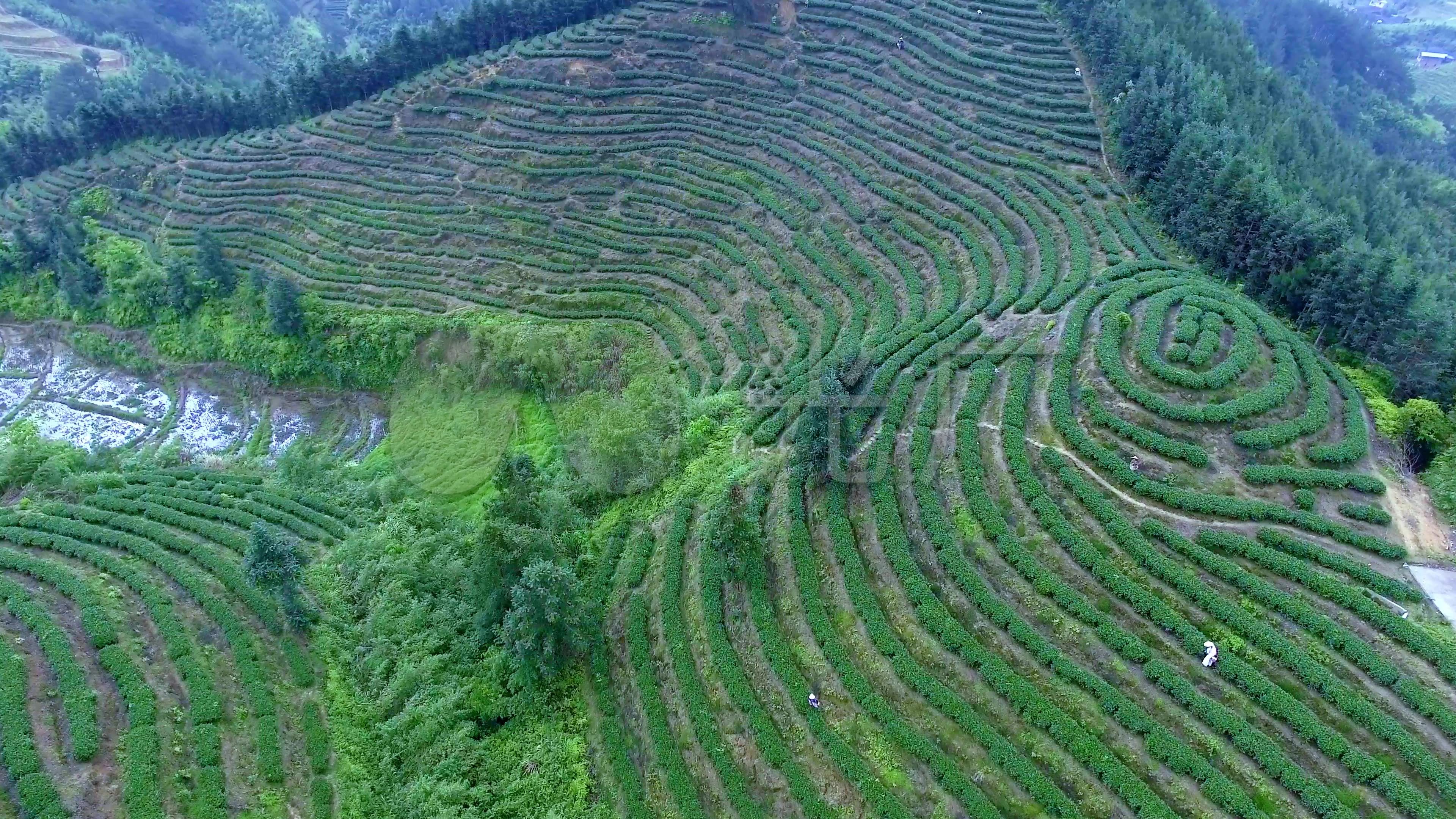 安溪铁观音茶园茶山航拍素材002_3840x2160_高清视频