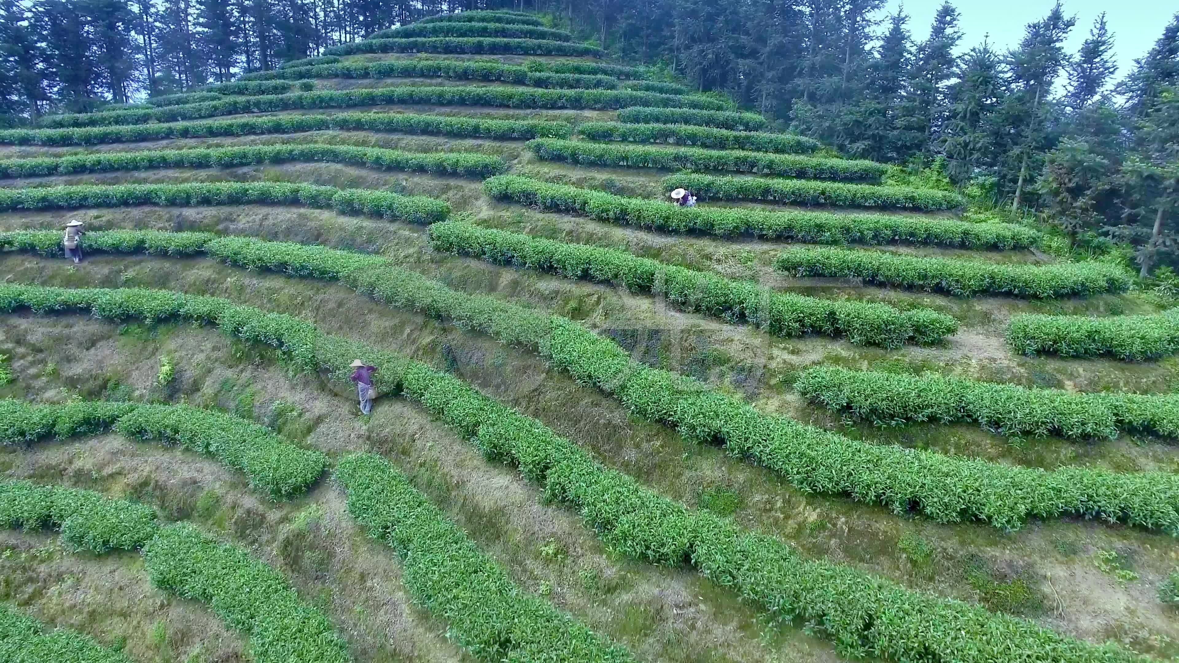安溪铁观音茶园茶山航拍素材003_3840x2160_高清视频素材下载(编号