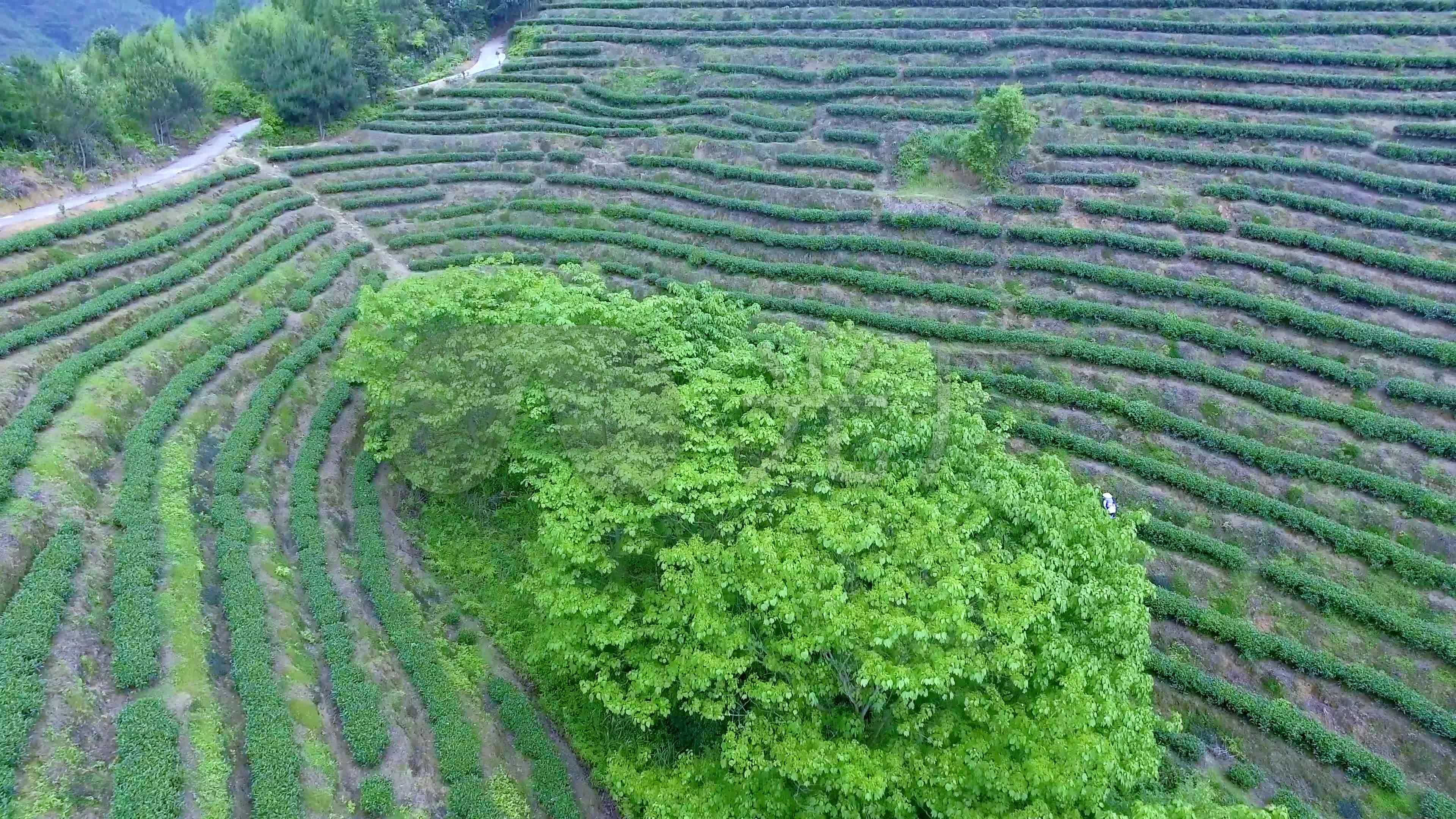 安溪铁观音茶园茶山航拍素材003_3840x2160_高清视频素材下载(编号