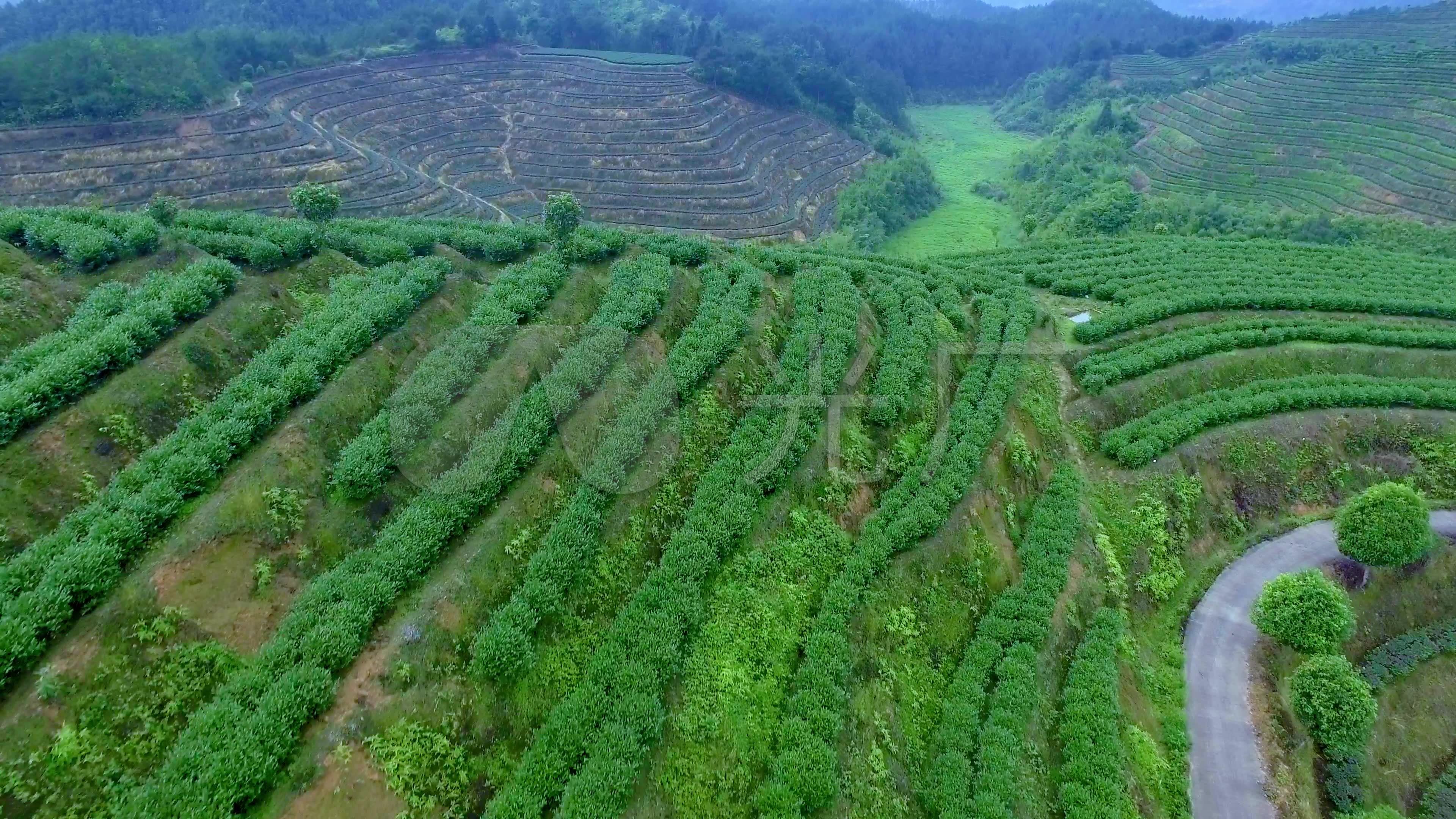 安溪铁观音茶园茶山航拍素材001_3840x2160_高清视频素材下载(编号