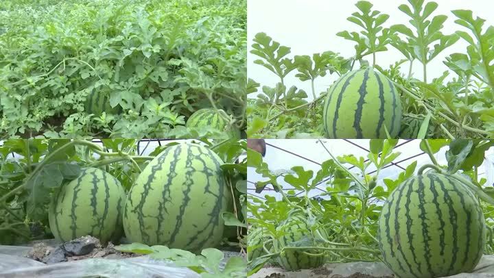 西瓜种植