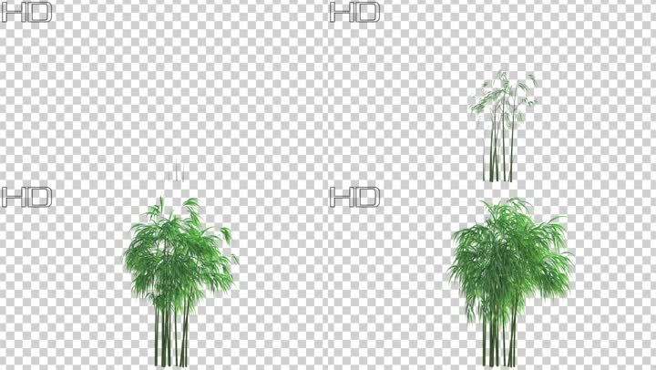 竹子生长动画