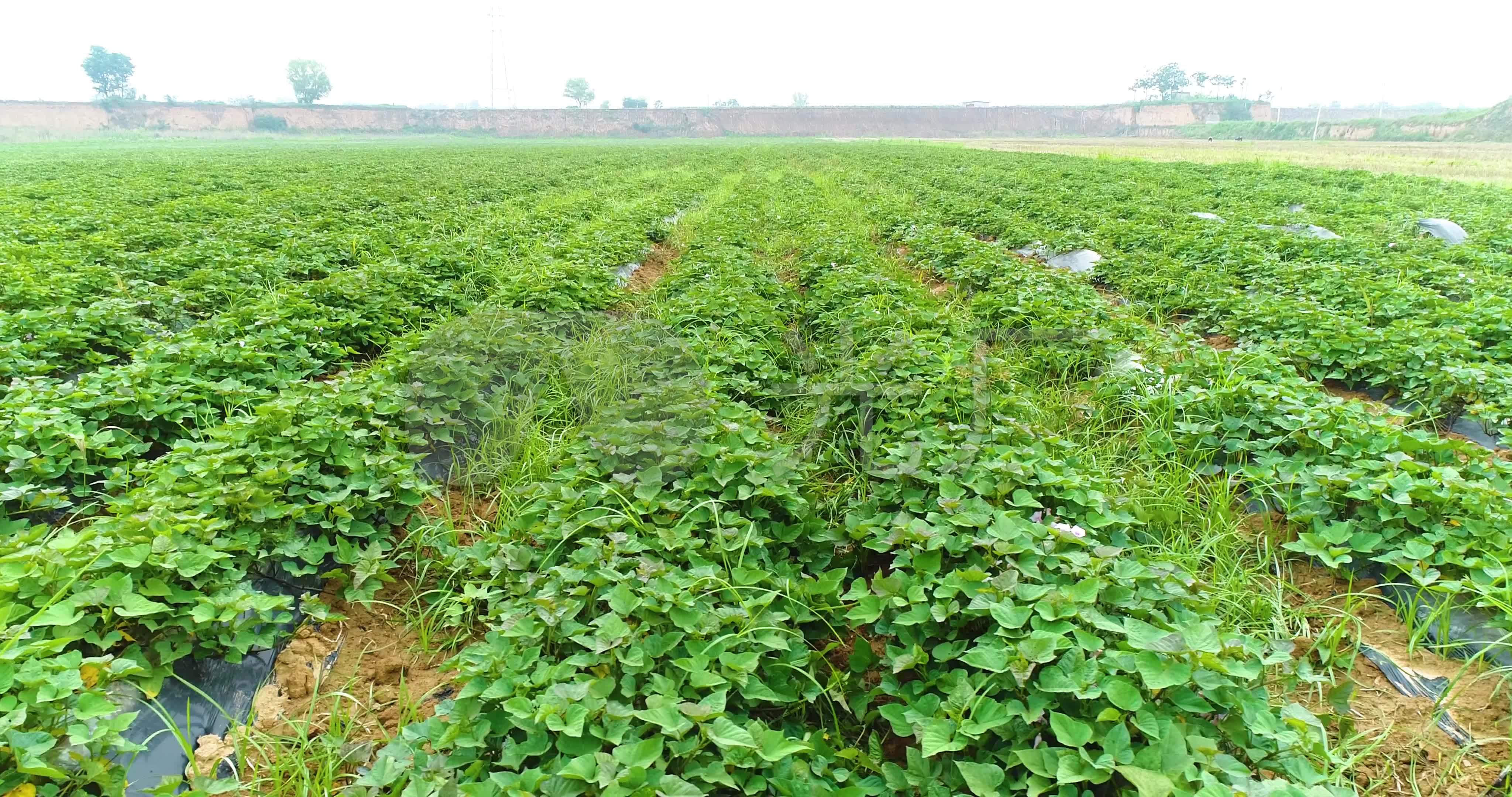 红薯种植基地航拍_4096x2160_高清视频素材下载(编号:4702813)_实拍