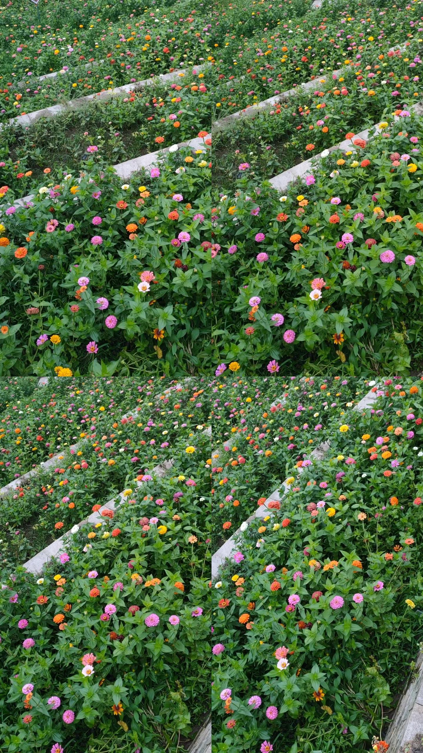 实拍百花齐放4竖屏(1080p)