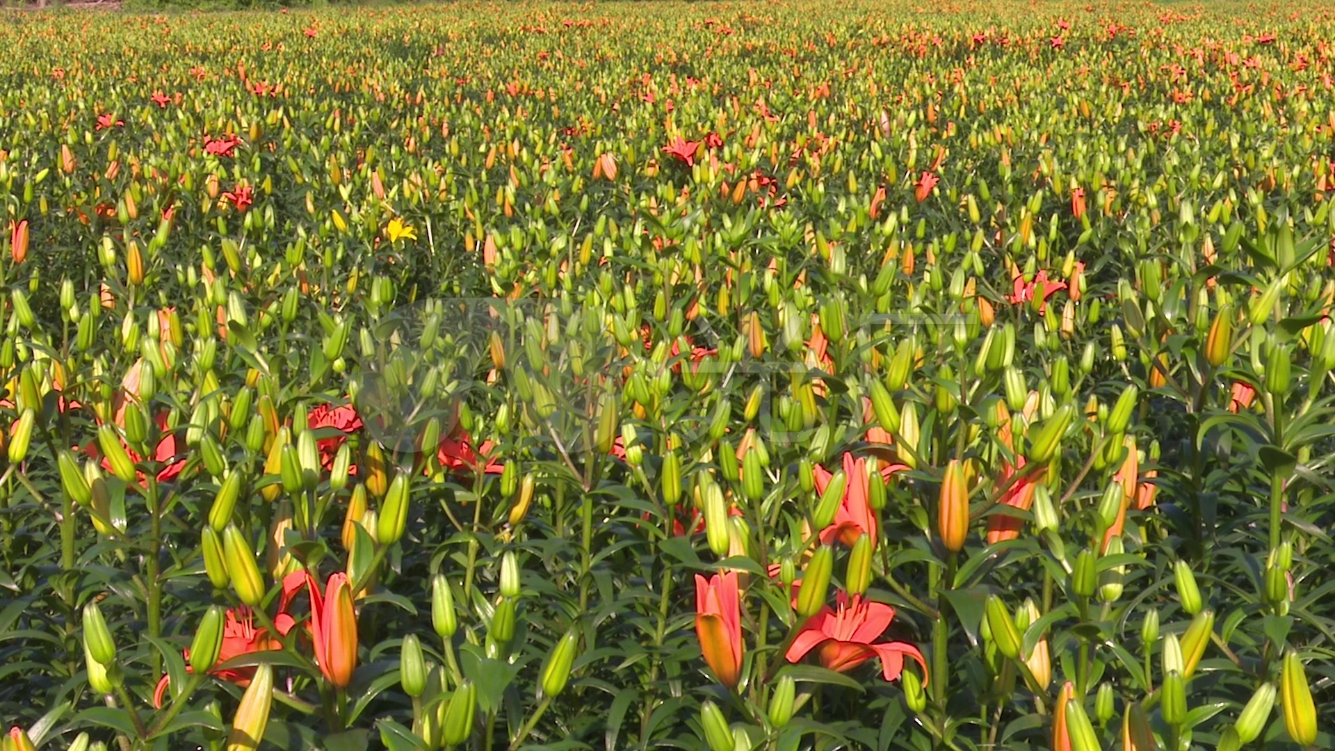 实拍盛开的百合花,百合花基地