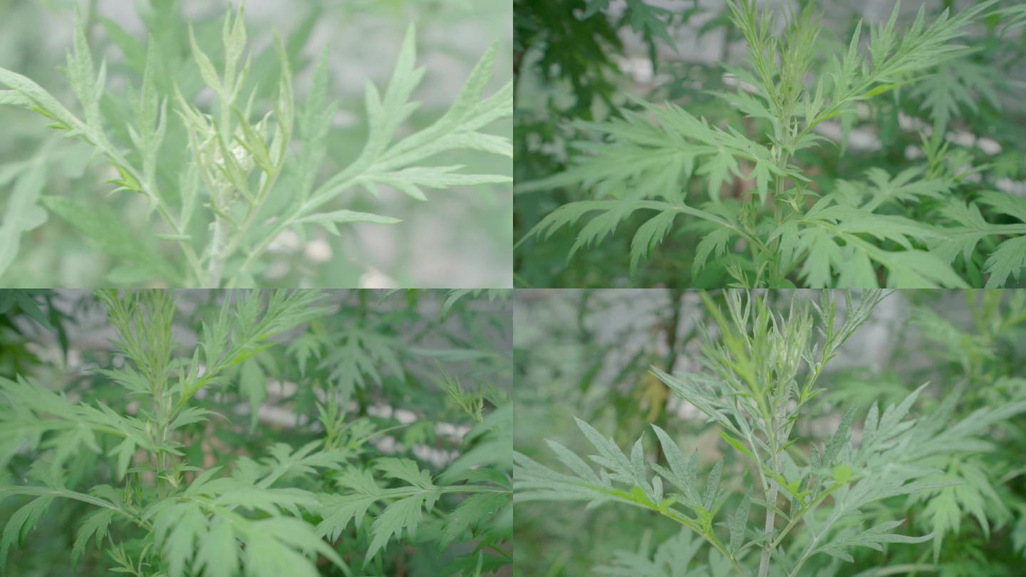 艾草