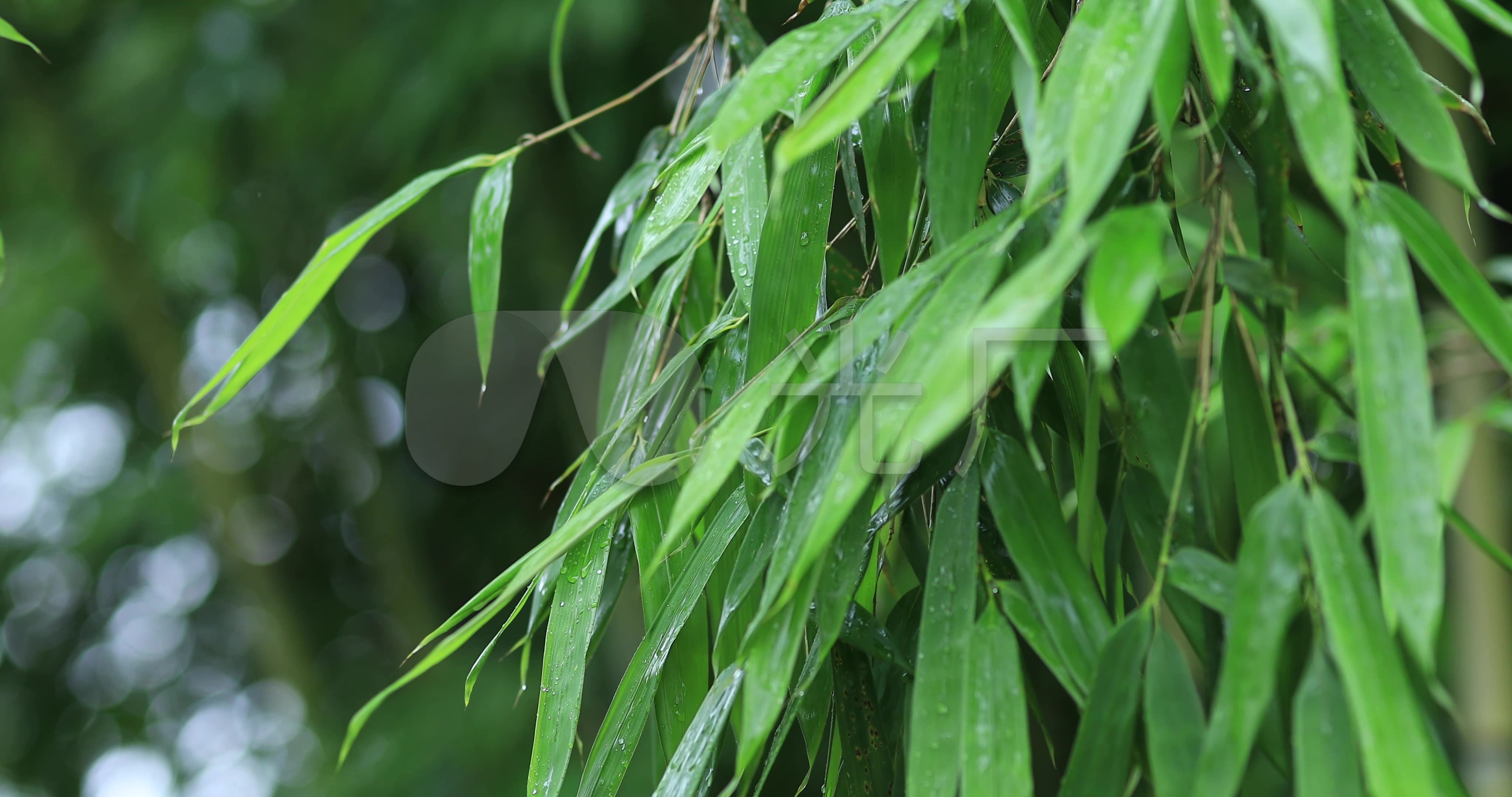 4k实拍雨后竹子雨打嫩叶8组_视频素材包下载(编号:)