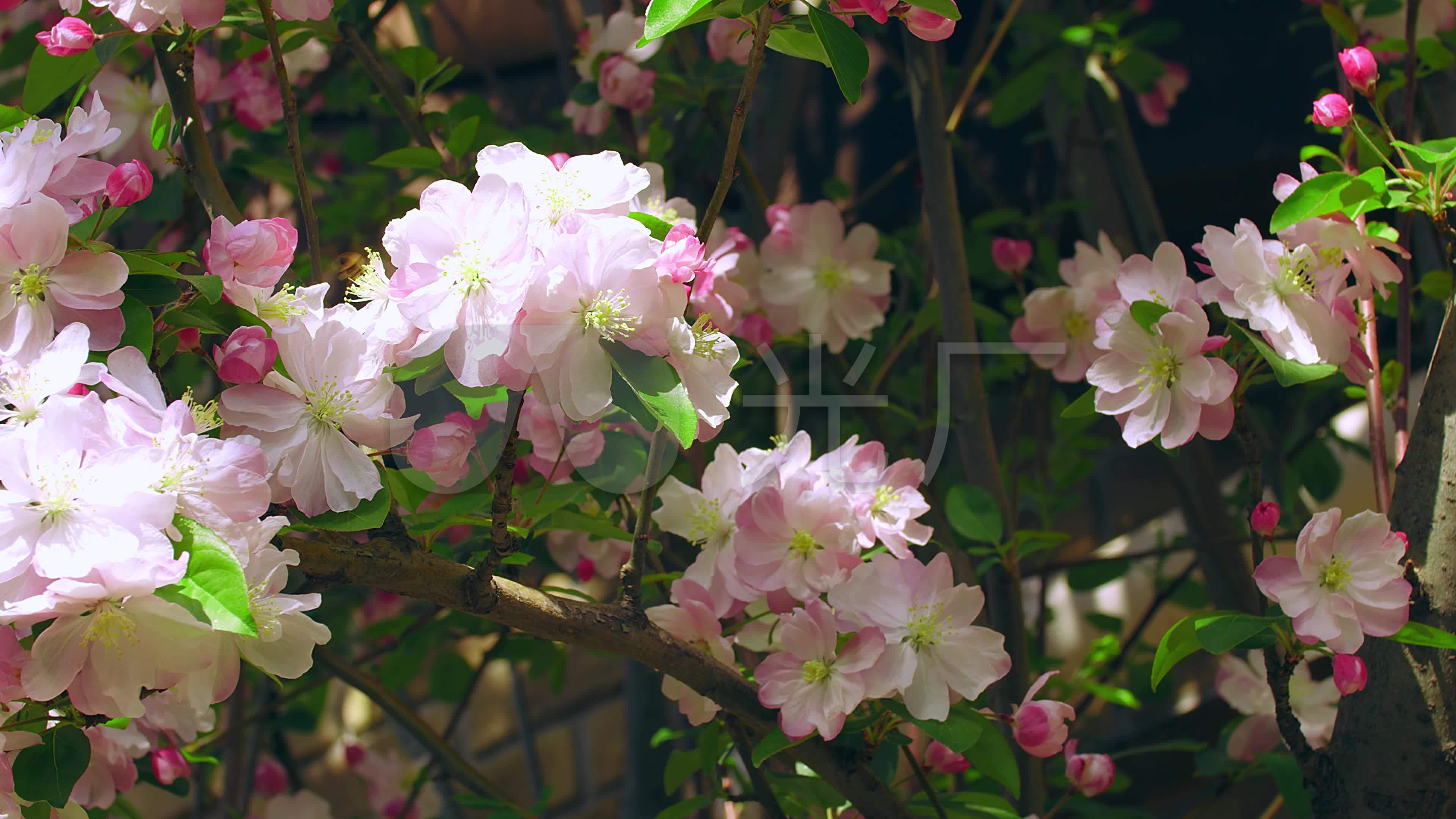 海棠花丁香花盛开春天繁茂_3840x2160_高清视频素材