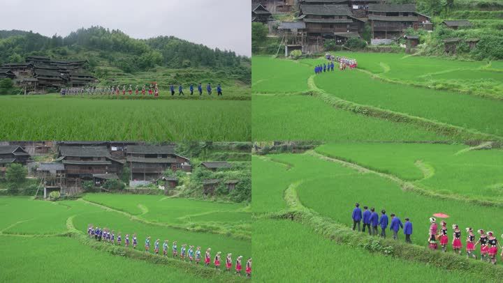 哭嫁歌 稻田 苗族风景 苗族风情 民俗 苗风 稻田 田埂间 吊脚楼 苗族