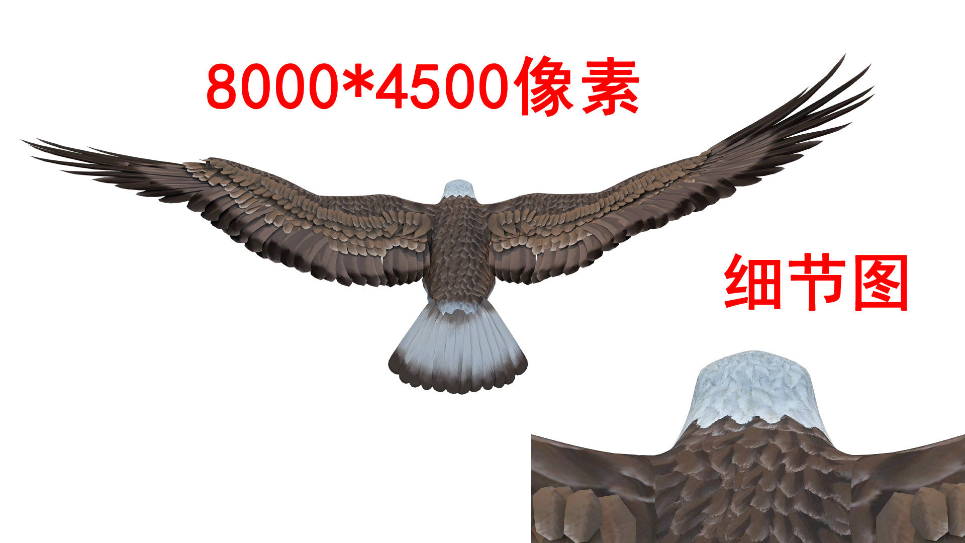 老鹰雄鹰8k(2)-通道循环