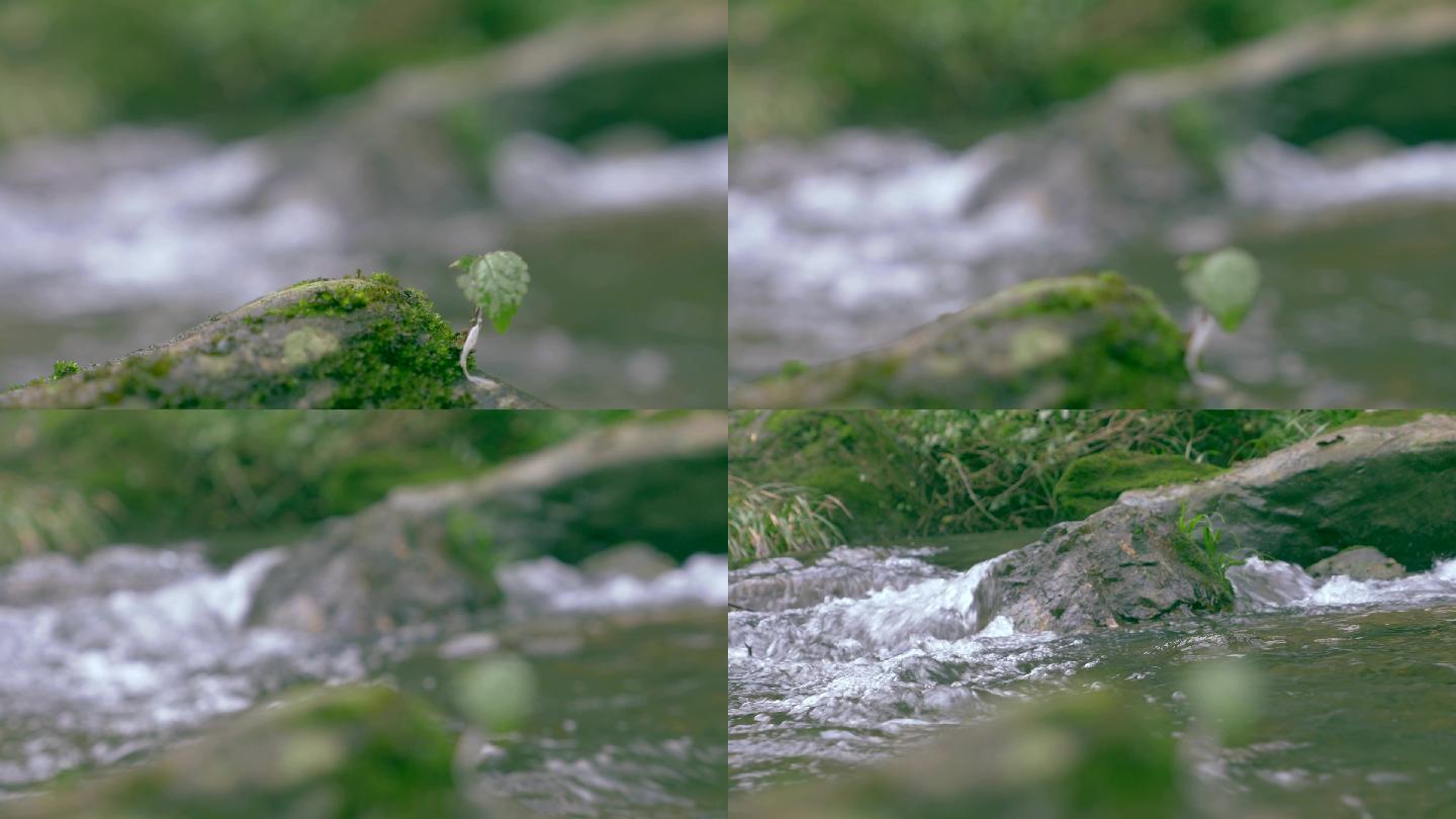 溪流流水特写_1920x1080_高清视频素材下载(编号:4749618)_实拍视频