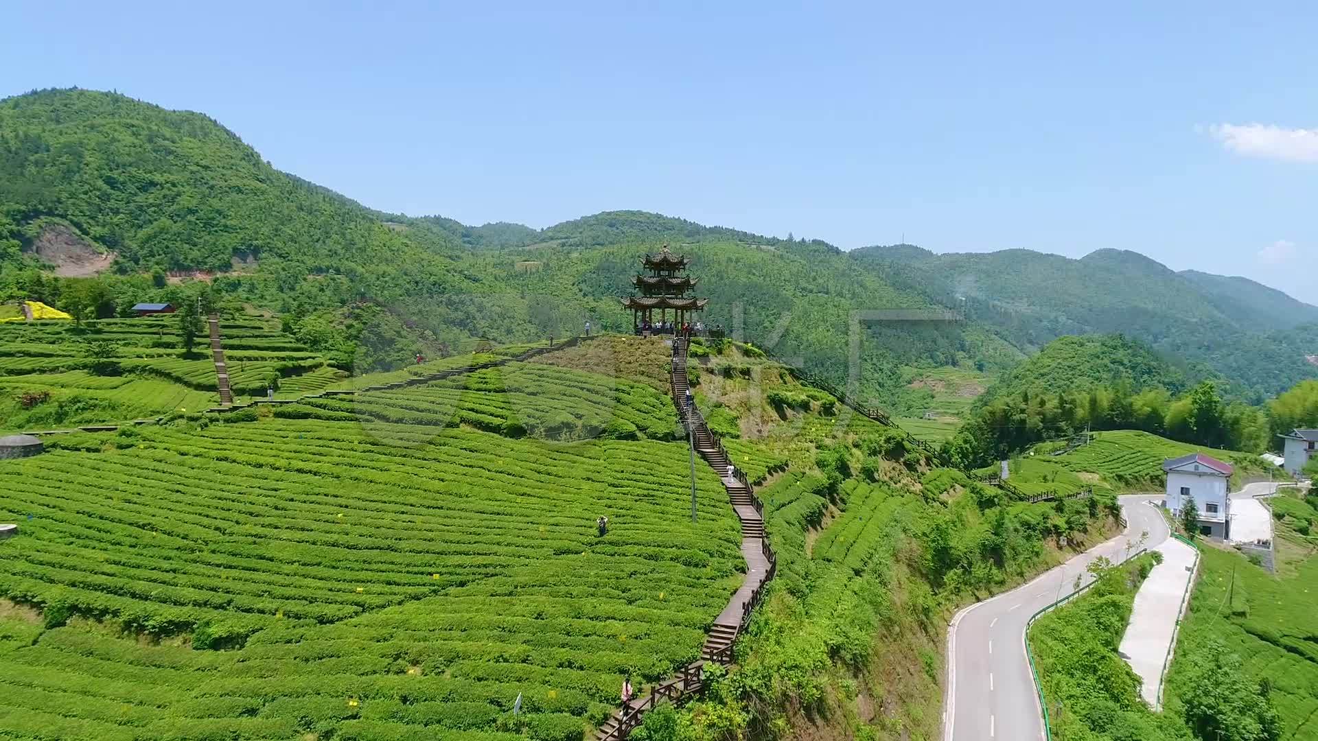 视频素材 实拍视频 景观人文 航拍茶园茶山贡茶来自视频原始文件或