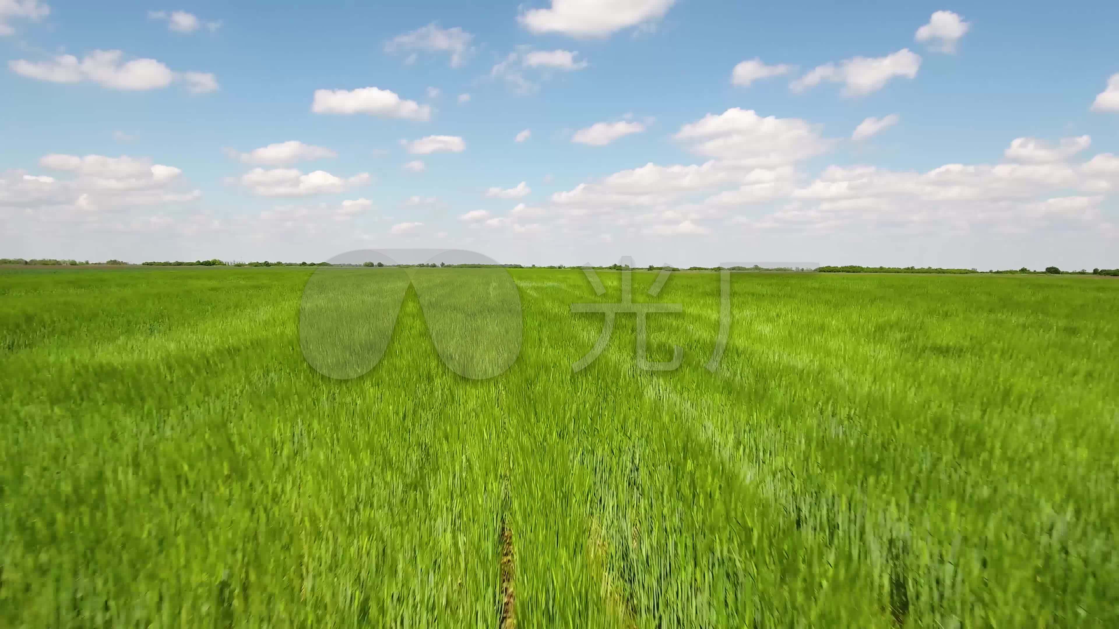 【4k】航拍绿色草原风吹草地