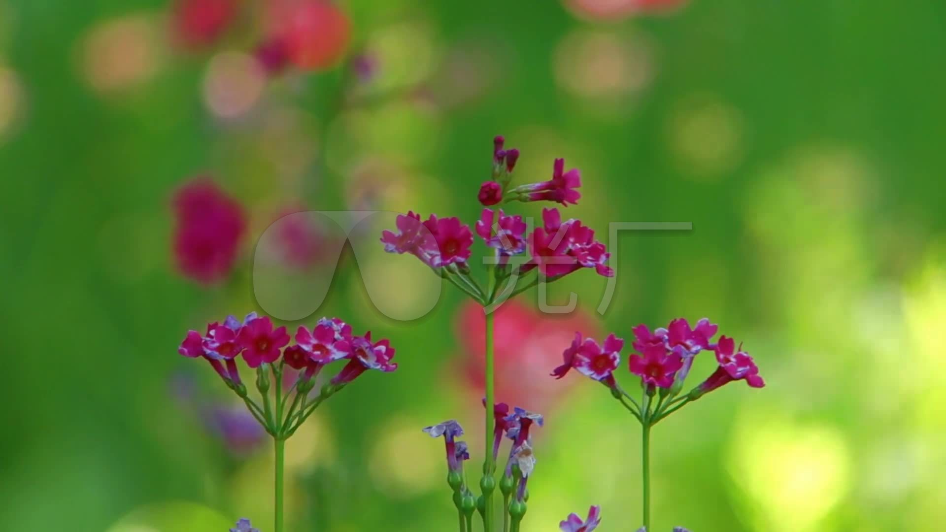 视频素材 实拍视频 自然风景 唯美阳光小花花花草草大自然 来自视频