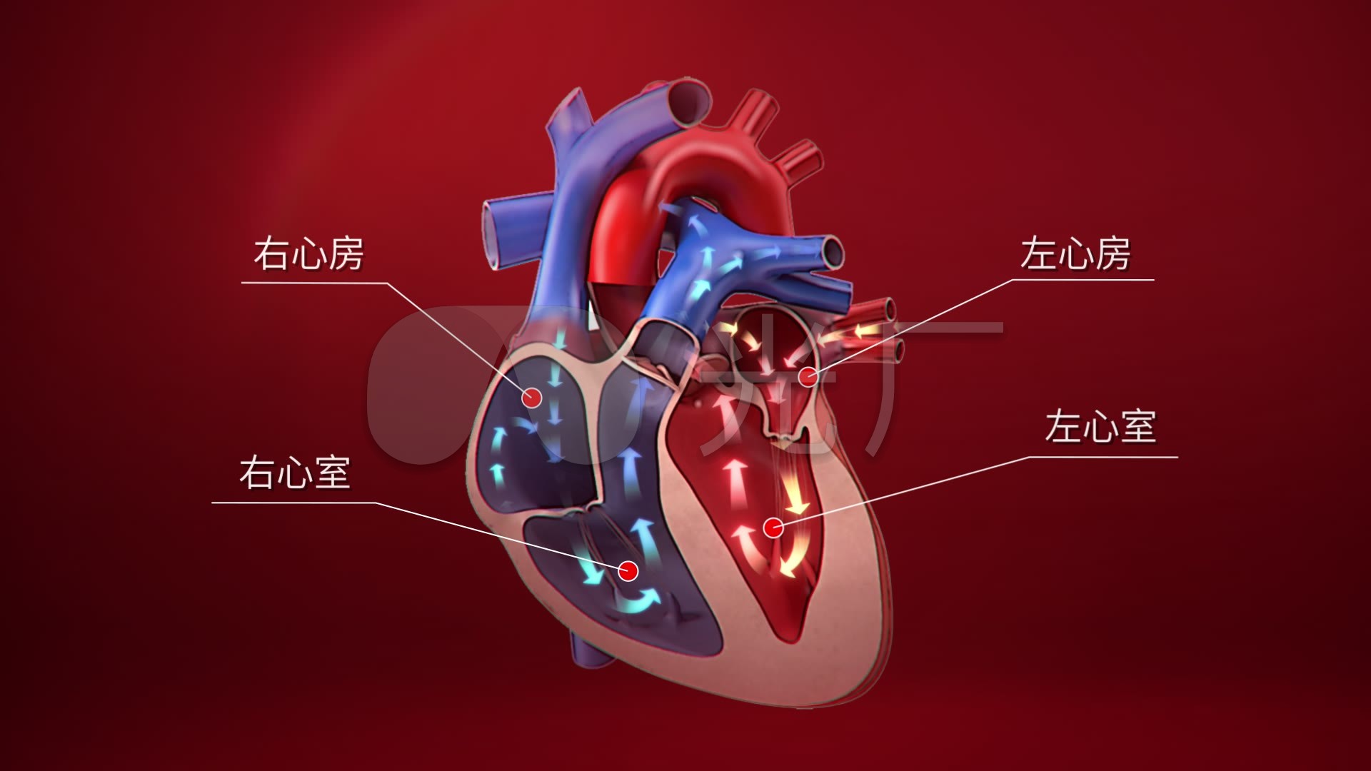心脏 血液流动