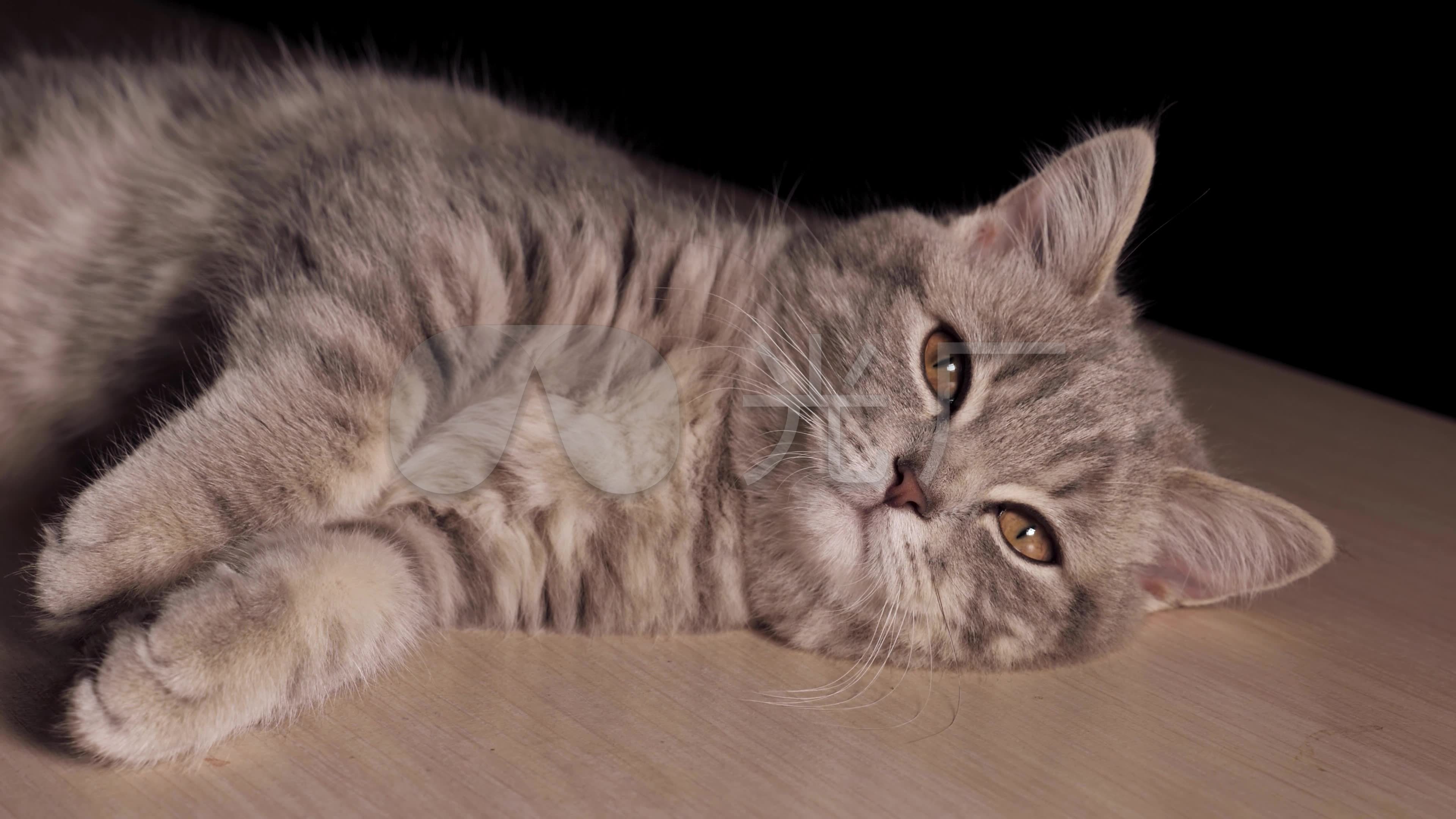 4k猫咪小猫幼猫宠物猫睡觉_3840x2160_高清视频素材