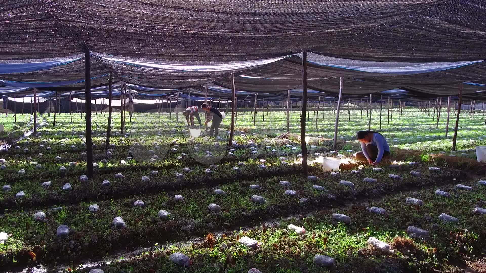 云南高海拔野生羊肚菌种植基地