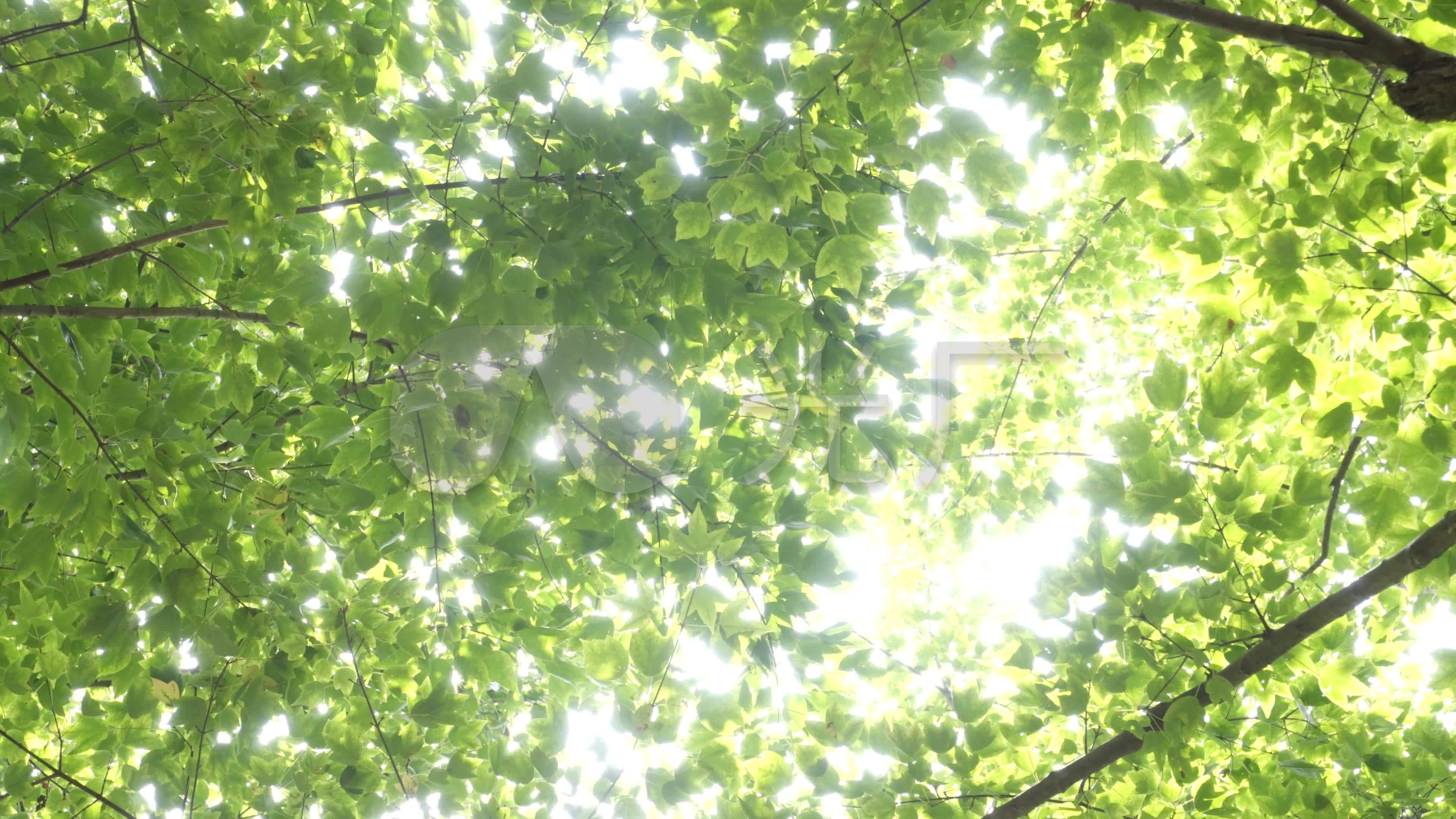 【4k】午后阳光,树影斑驳_3840x2160_高清视频素材下载(编号:4777693)