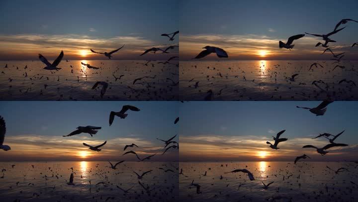 大海海鸥飞翔慢镜头夕阳唯美