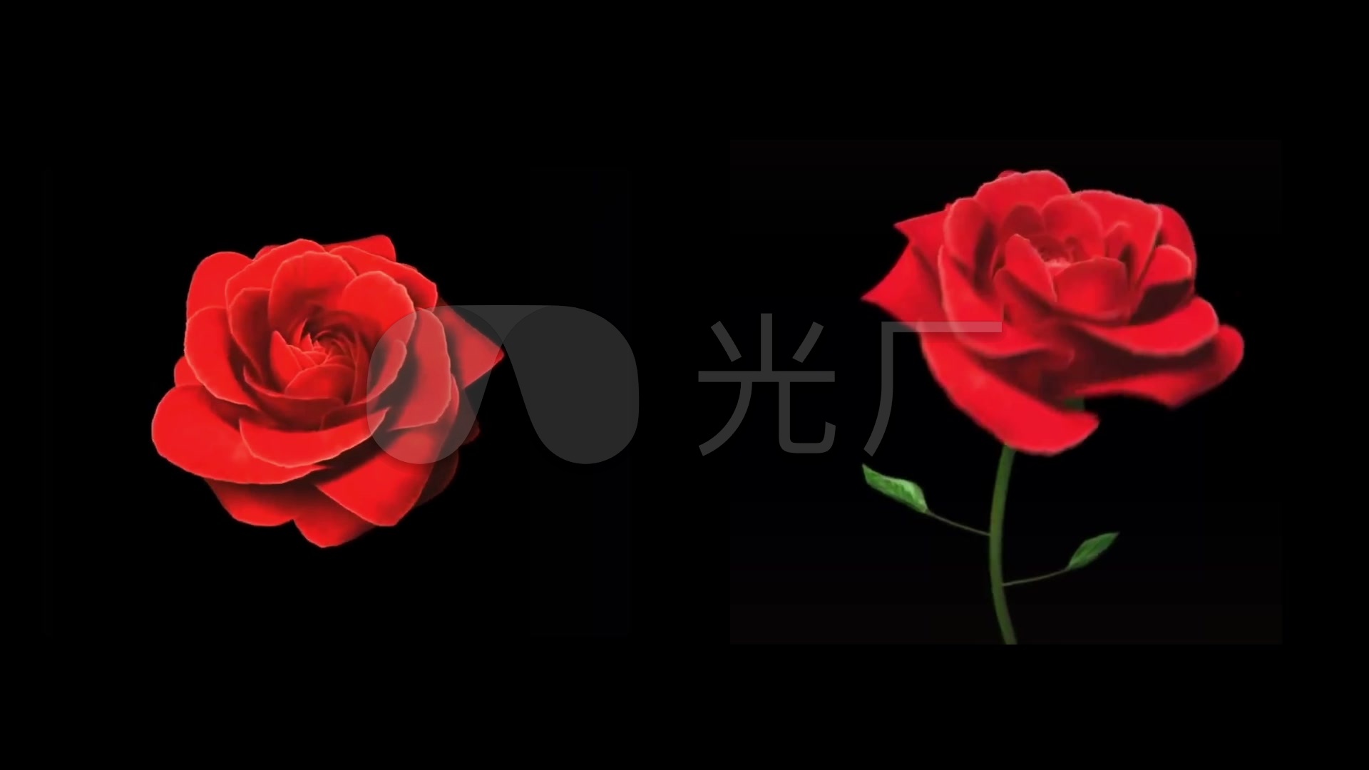 玫瑰花开放素材_1920x1080_高清视频素材下载(编号:)