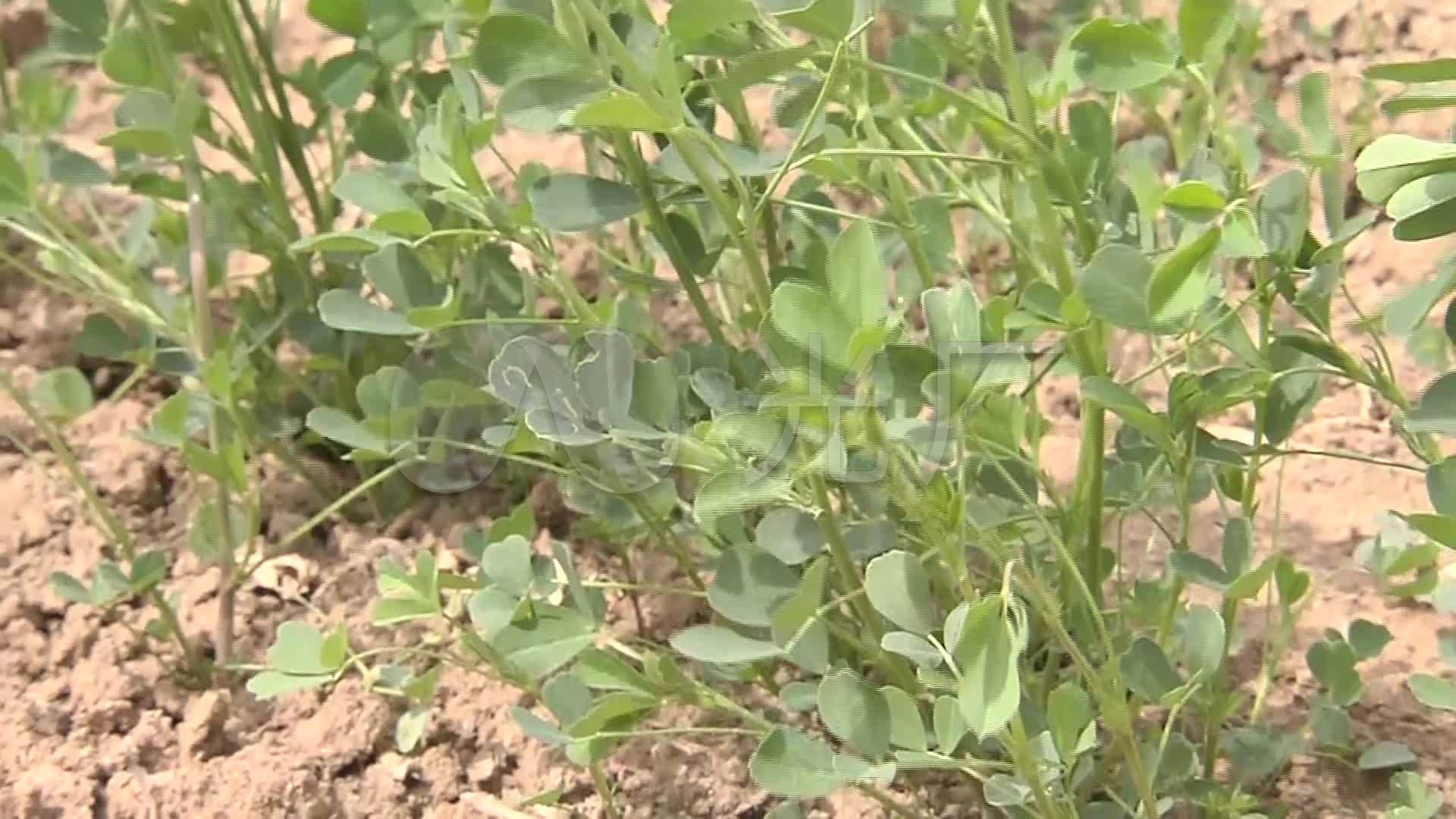 苋草灰灰菜藜花生