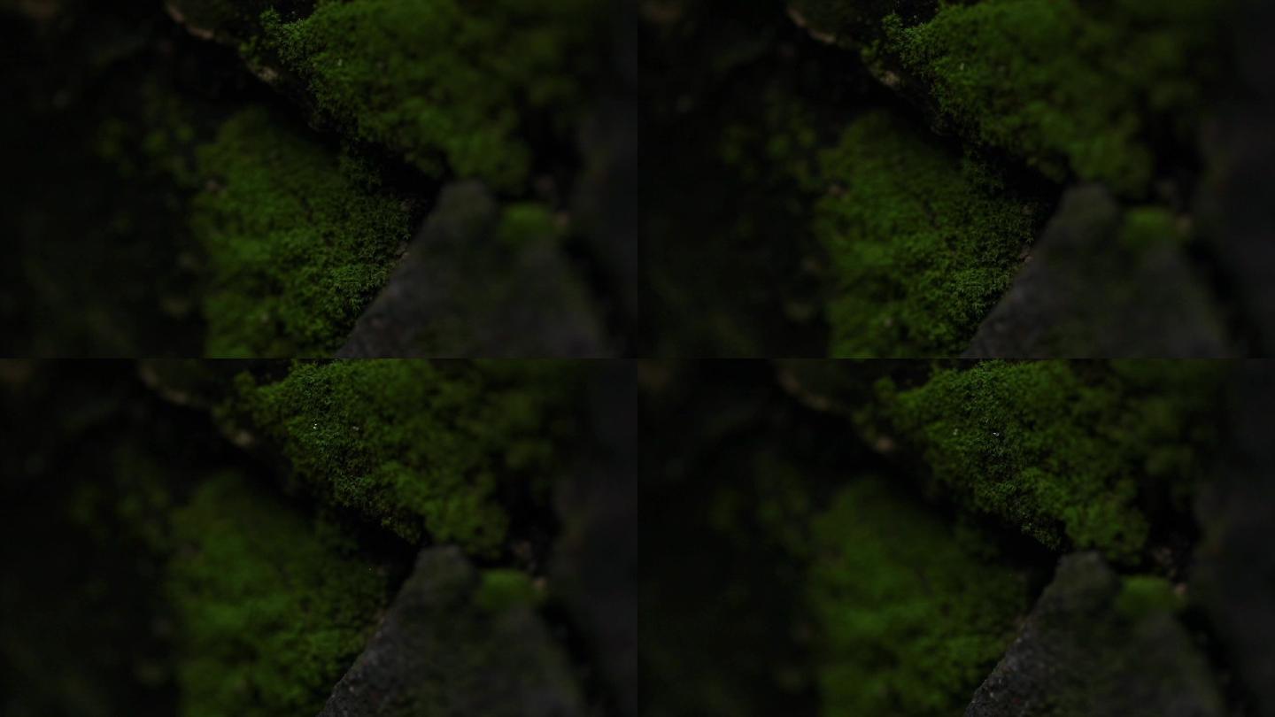 青苔_1920x1080_高清视频素材下载(编号:4789045)__vj