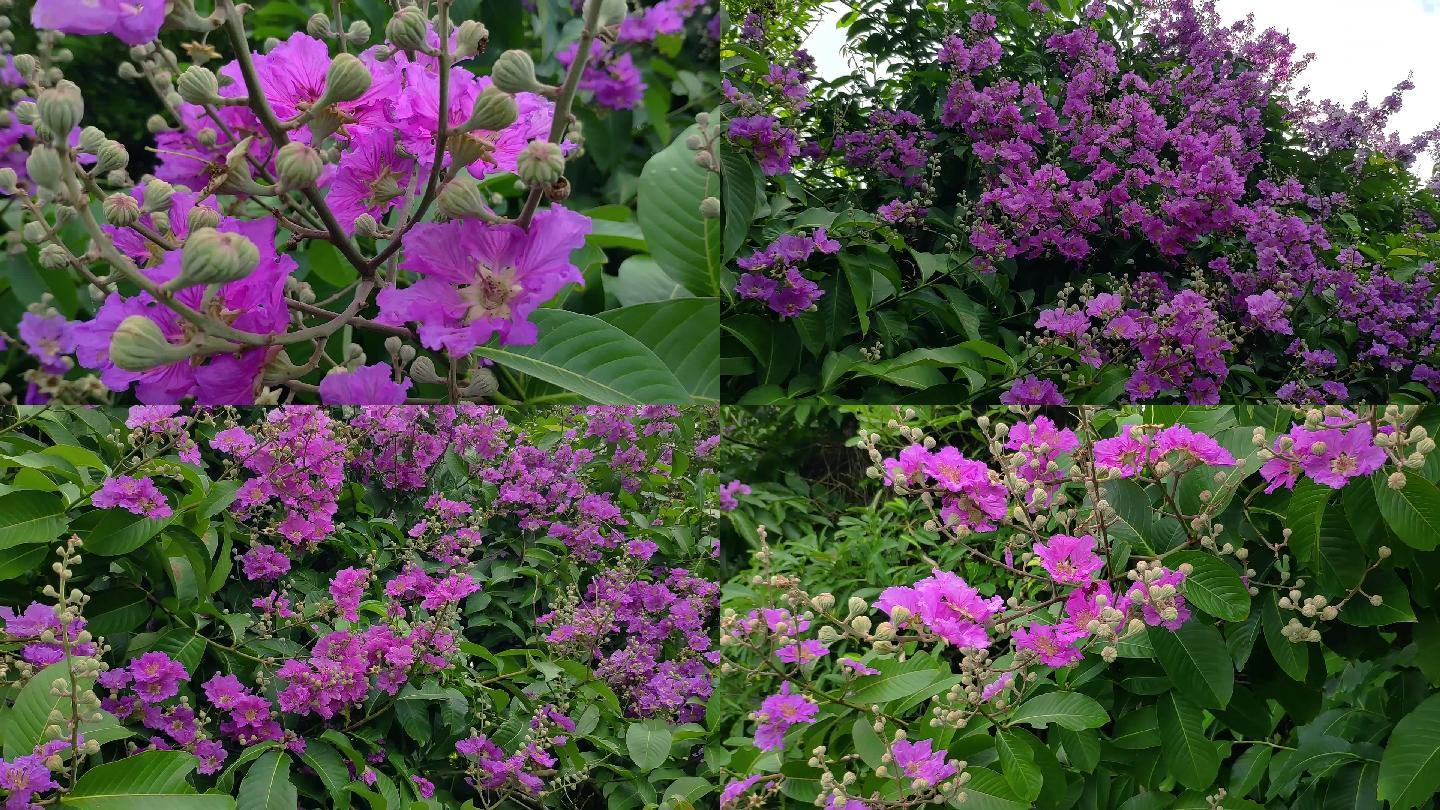 大花紫薇