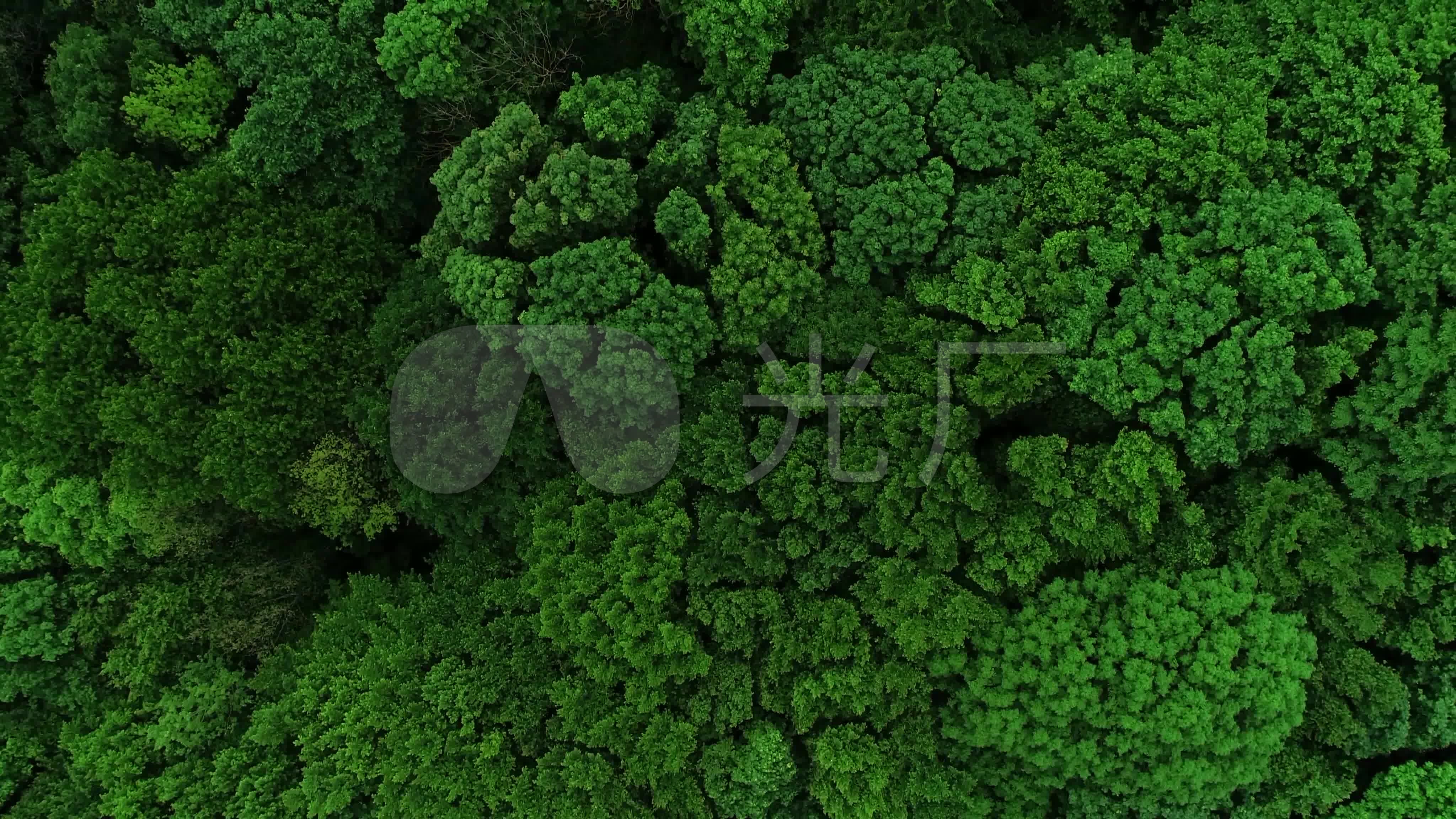 4k唯美绿色森林茂密树林俯拍空境_4096x2304_高清视频