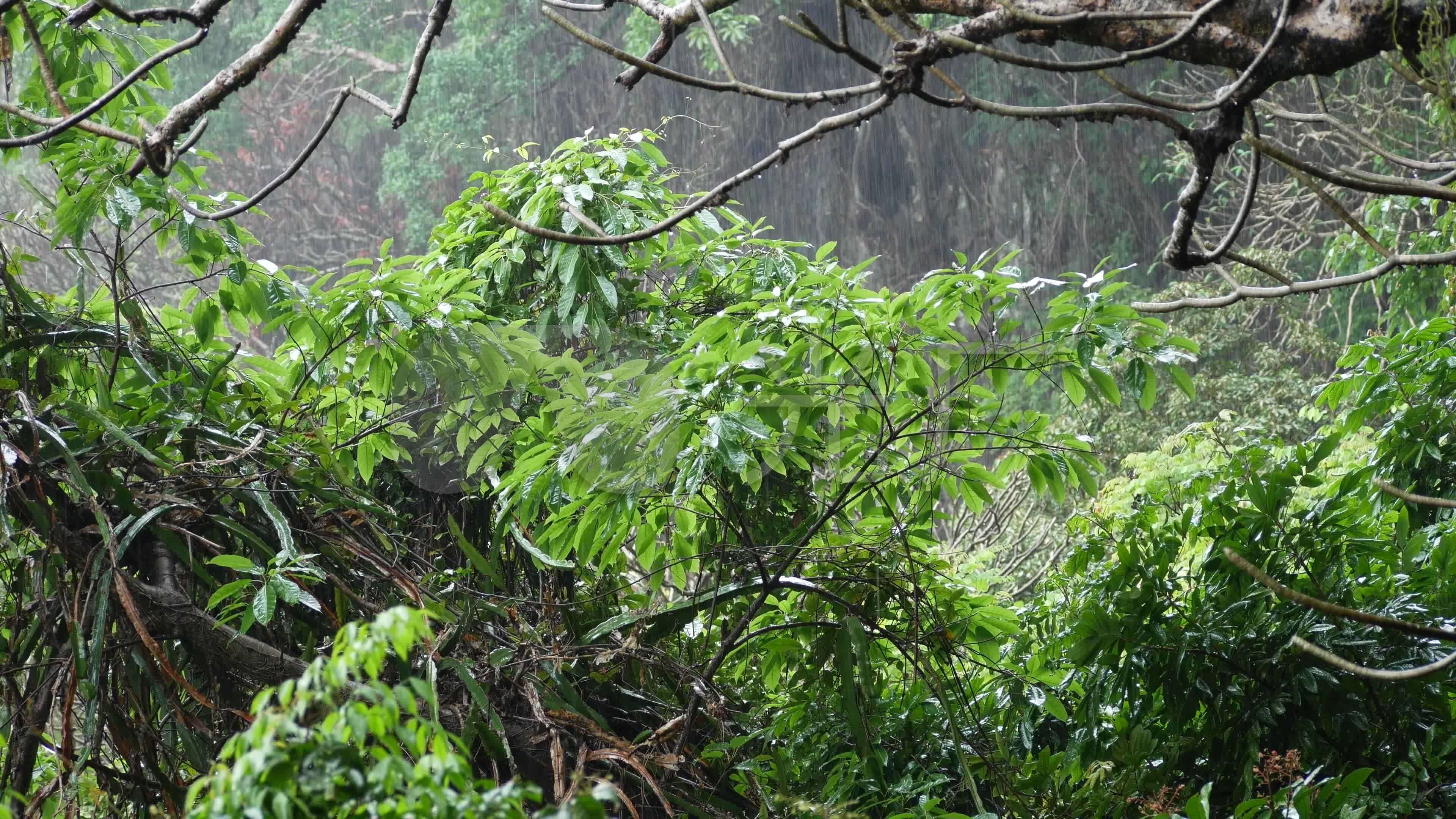 狂风暴雨丛林雨森林雨林下雨4k_3840x2160_高清视频