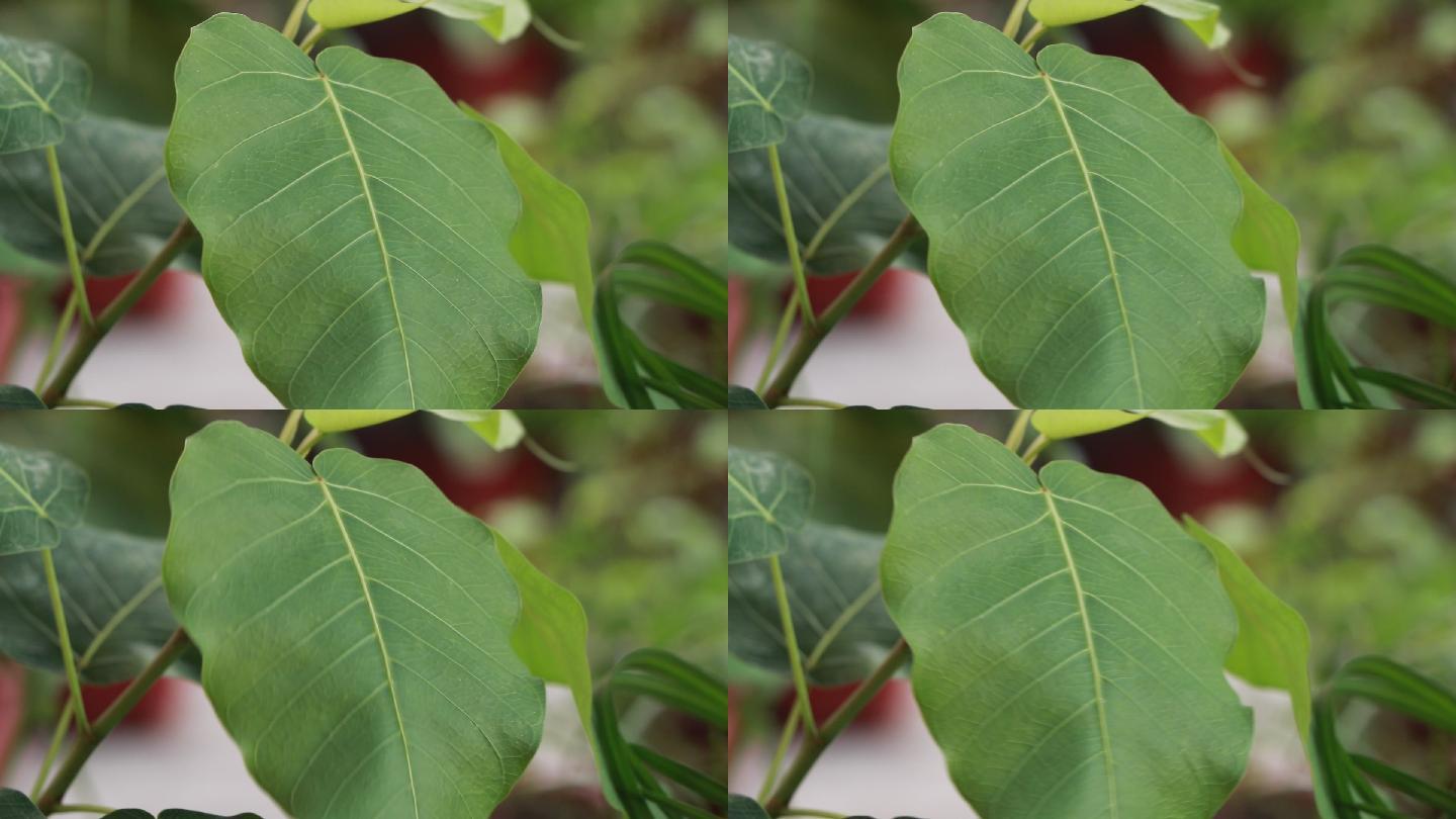 高清菩提树叶视频