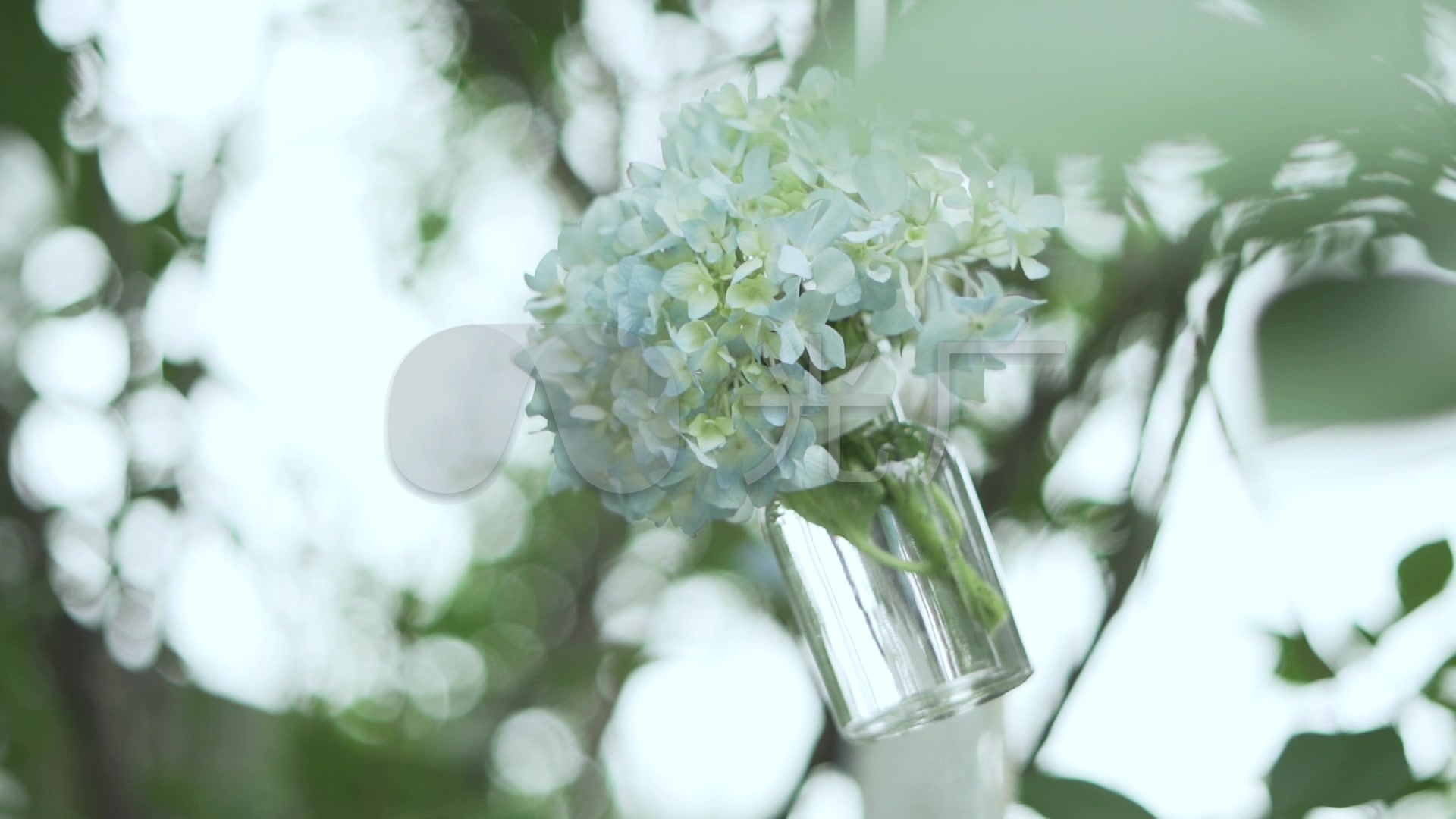 唯美小清新自然鲜花玻璃瓶装饰空镜头