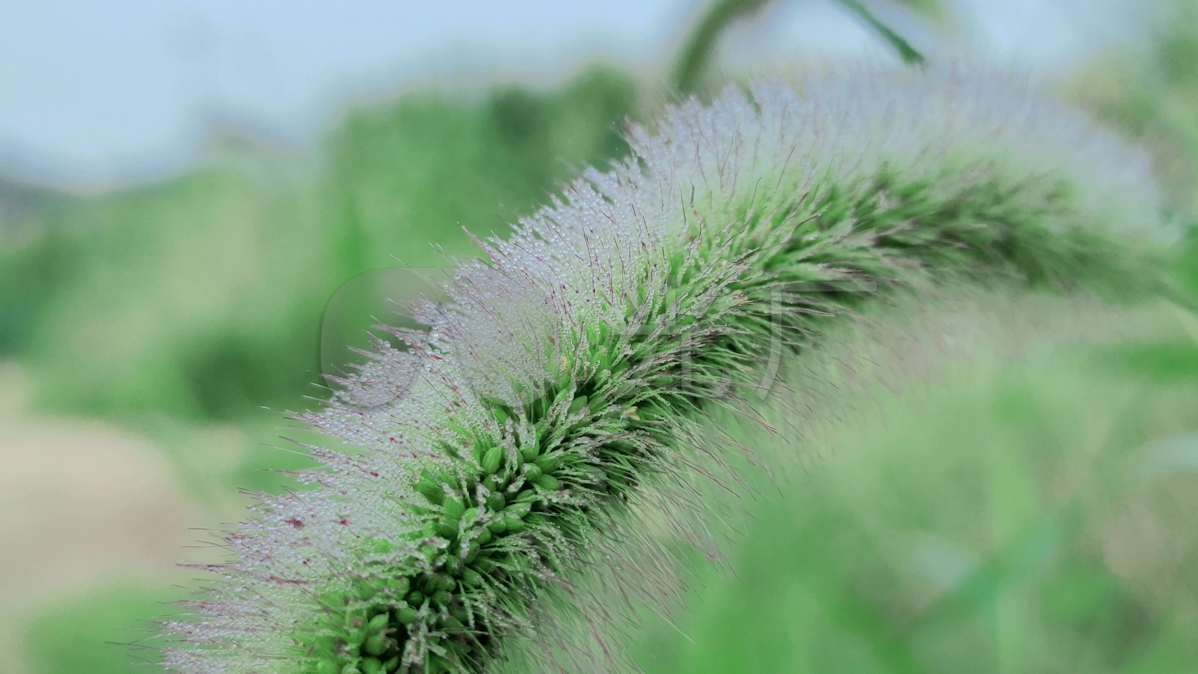 狗尾巴草狗尾巴特写野草草地农村_3840x2160_高清视频素材下载(编号