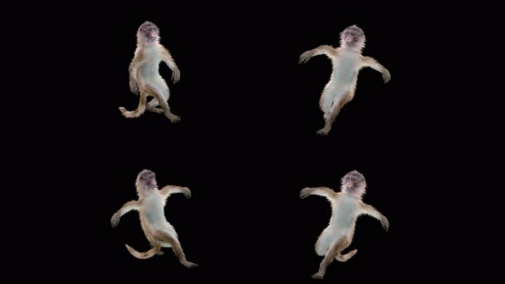 猴子跳舞街舞可爱动物3d三维4k动画alpha透明通道