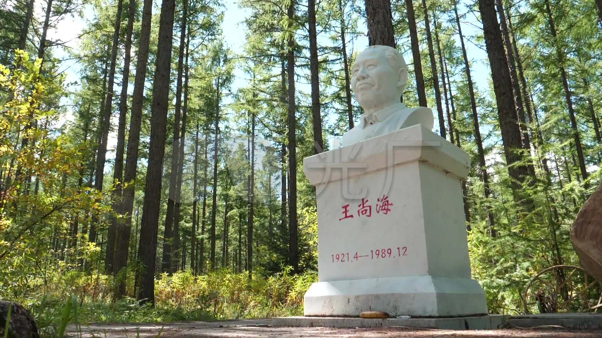 塞罕坝林海实拍尚海纪念林_1920x1080_高清视频素材