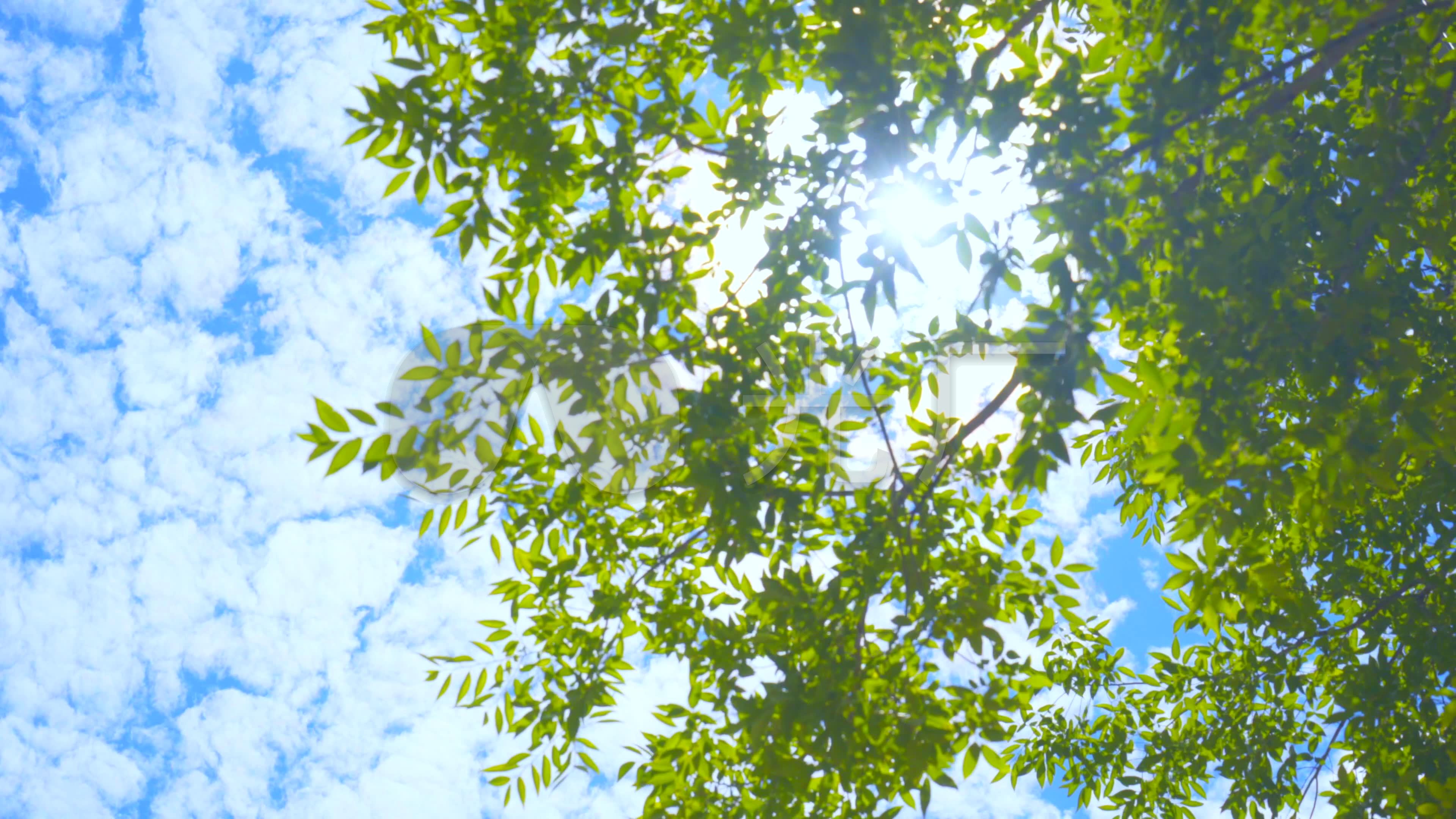 4k夏天阳光树叶太阳小清新视频夏季空镜