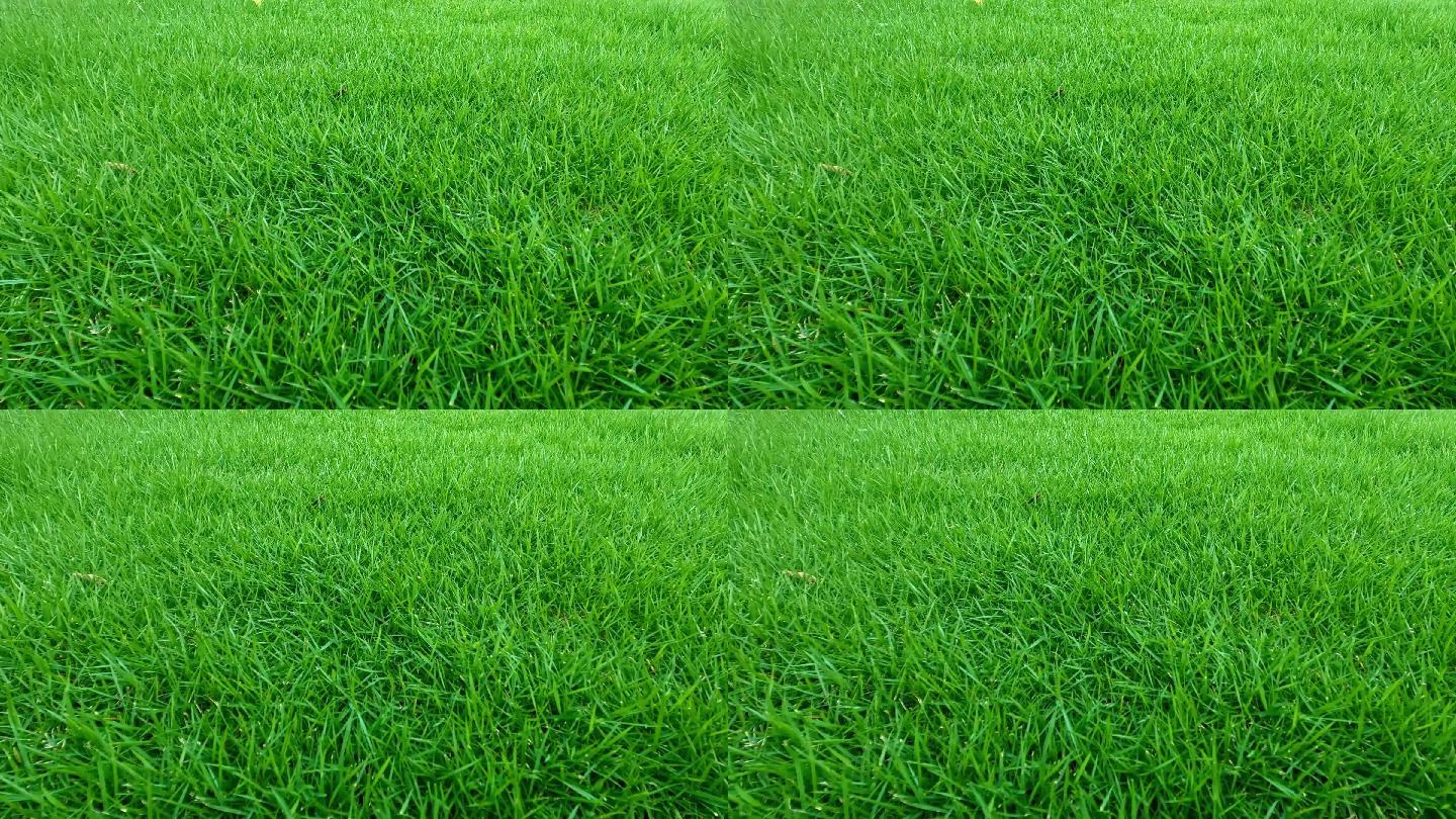 绿色草地 草地 草 公园 绿色 植物 绿色植物 草坪 球场