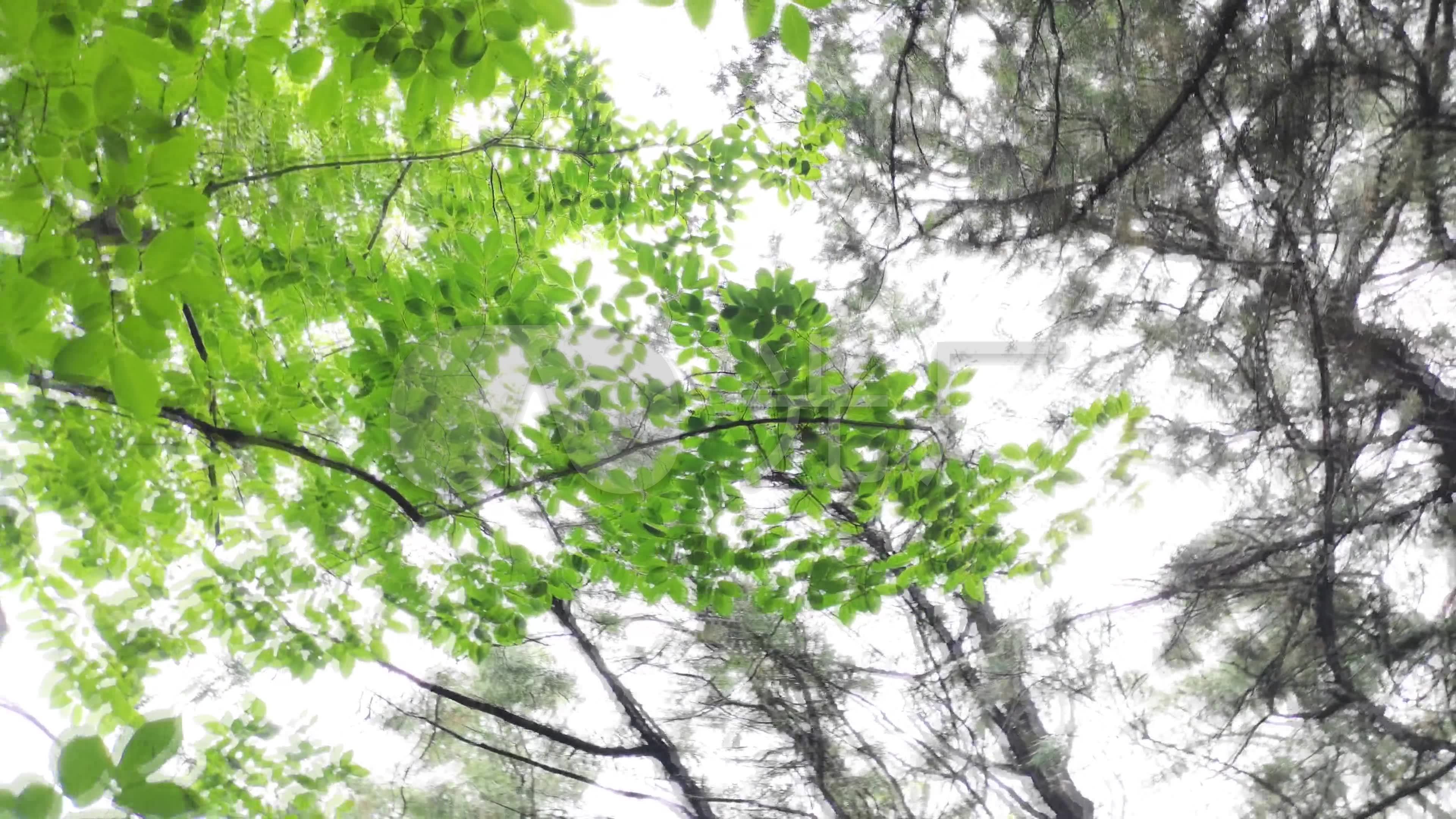 森林中旋转的绿叶场景