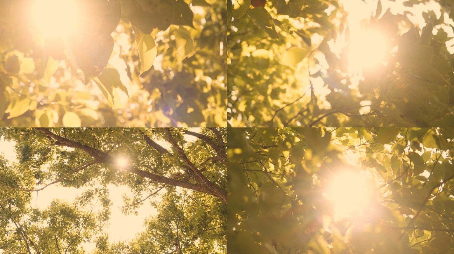 4k阳光透过树叶,温馨温暖回忆,阳光刺眼