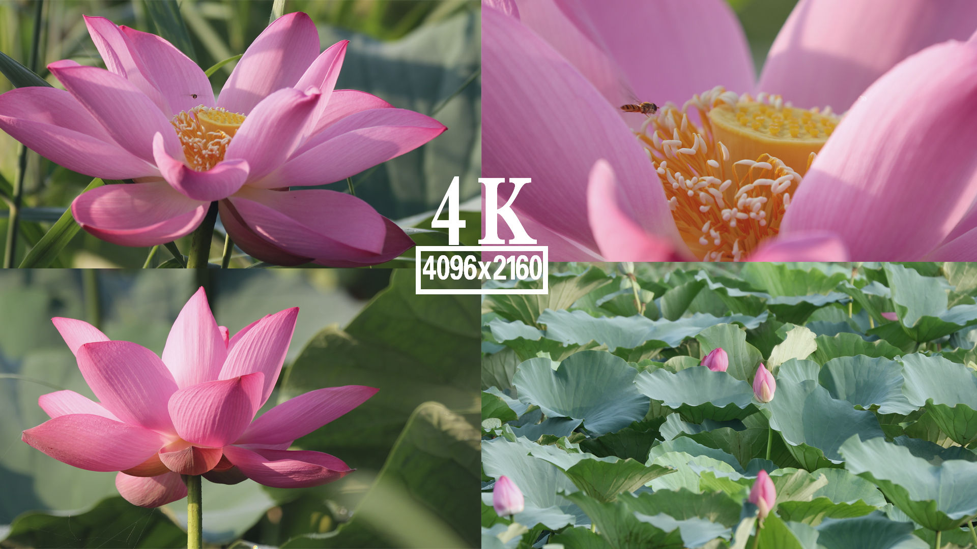 荷花_4096x2160_高清视频素材下载(编号:4894922)__vj